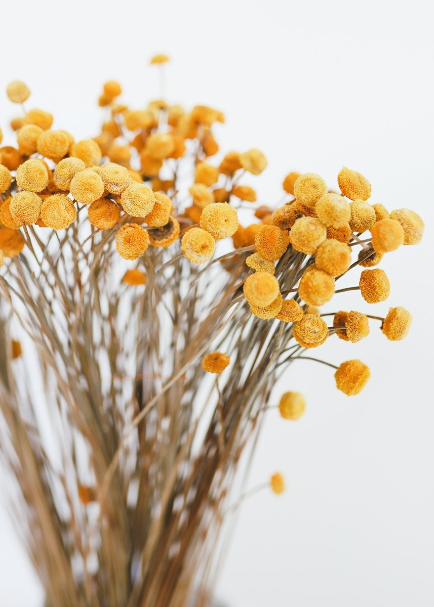 Golden Dried Floral Buttons | Afloral (US)