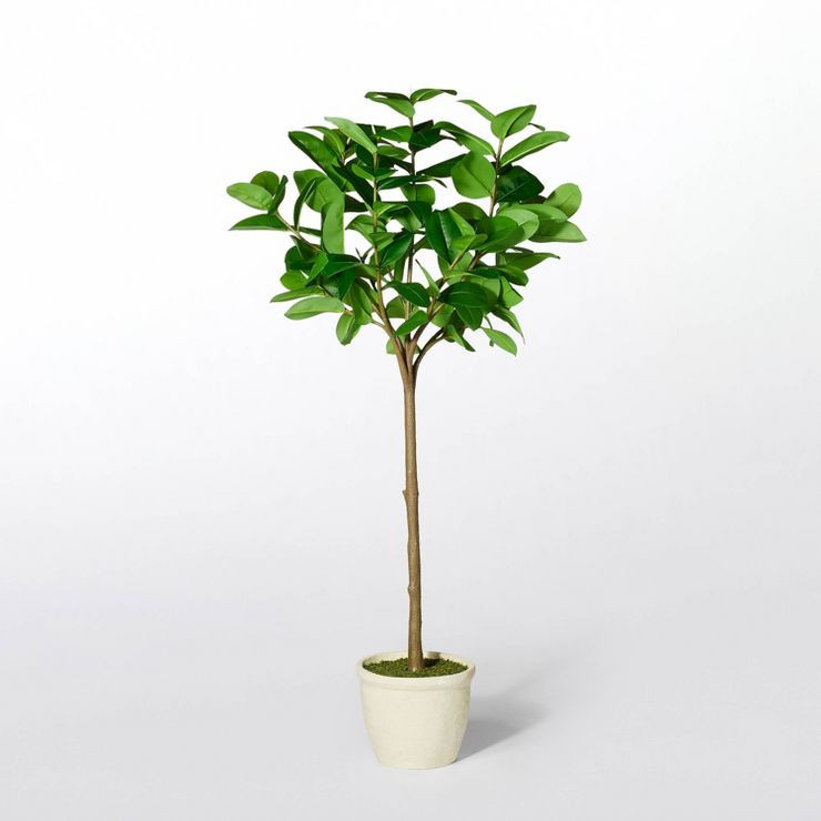 Ficus Tree - Threshold™ designed with Studio McGee | Target