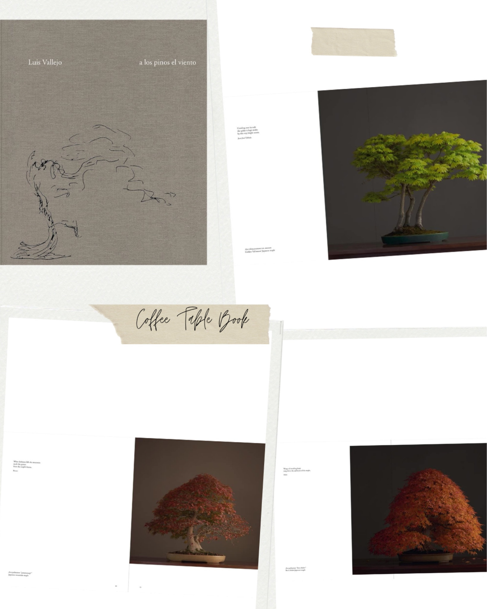 The most beautiful book 📖 

#LTKSaleAlert #LTKHome