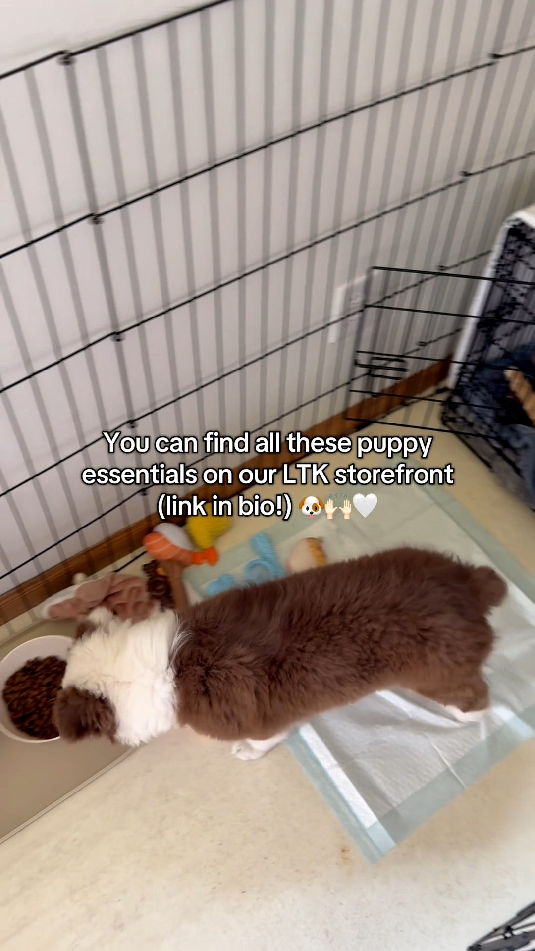 These are all our essentials & favorite items for our new puppy!  (We have 3 dogs now and know what we’re talking about 🤪🐶)

#newpuppyessentials #dogmusthaves #dogmom

#LTKPets #LTKSaleAlert