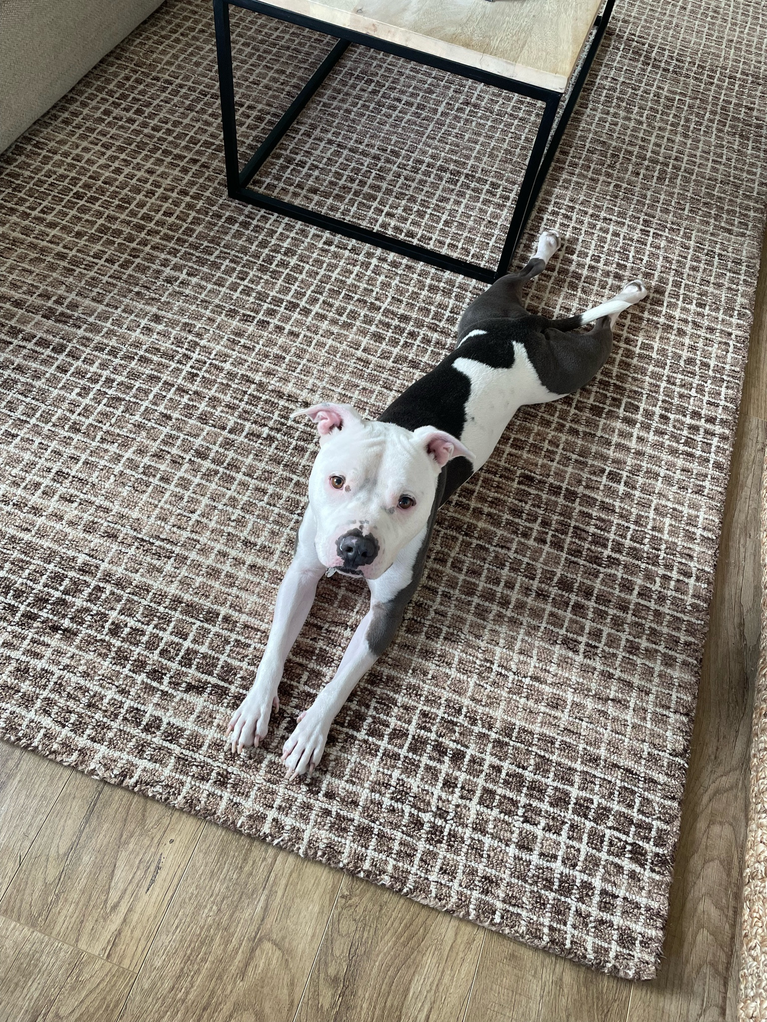 A cute bug on the new rug ☺️

#LTKhome