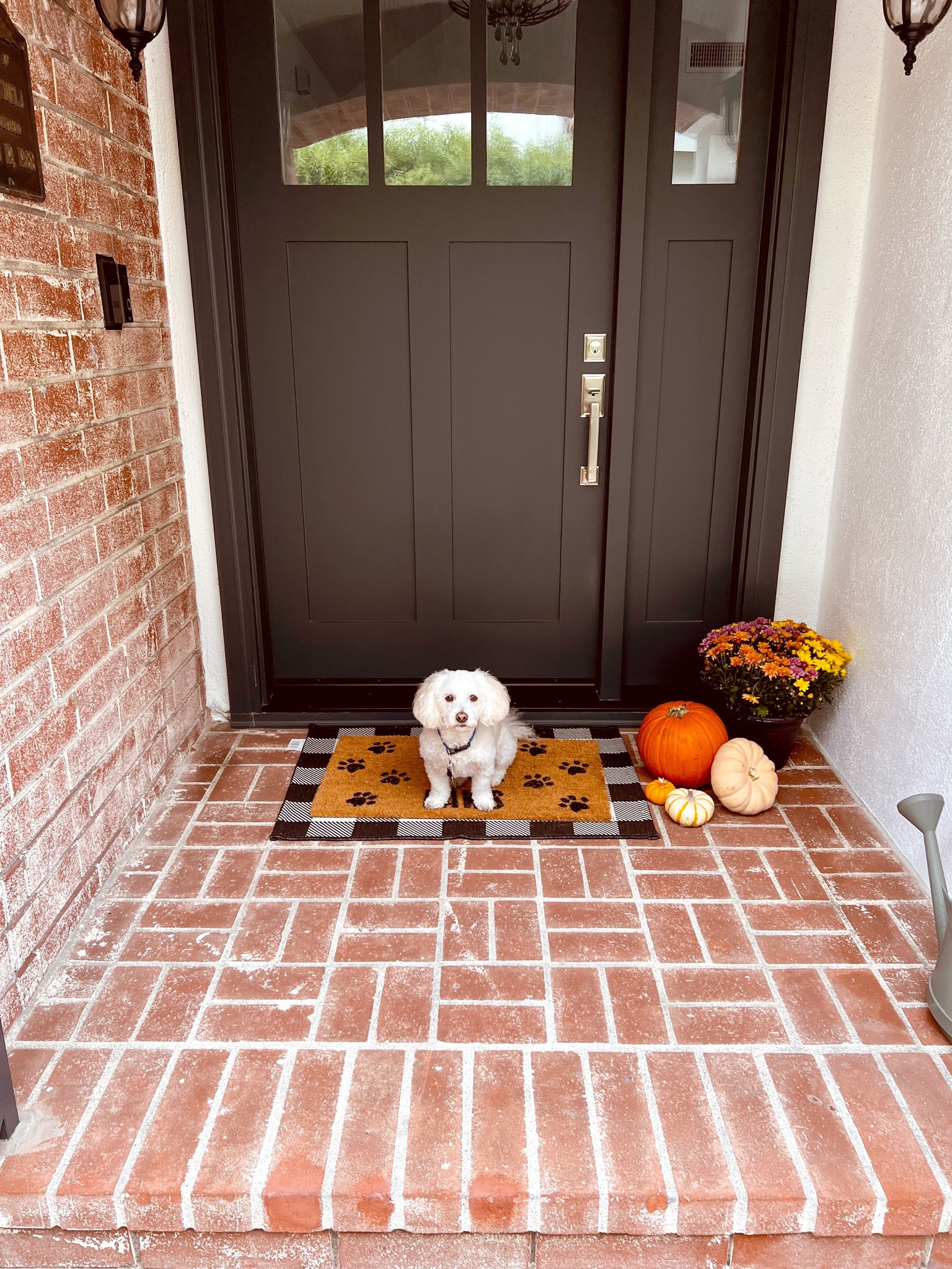 Fall porch decor! 🐶🎃

#LTKSeasonal #LTKhome