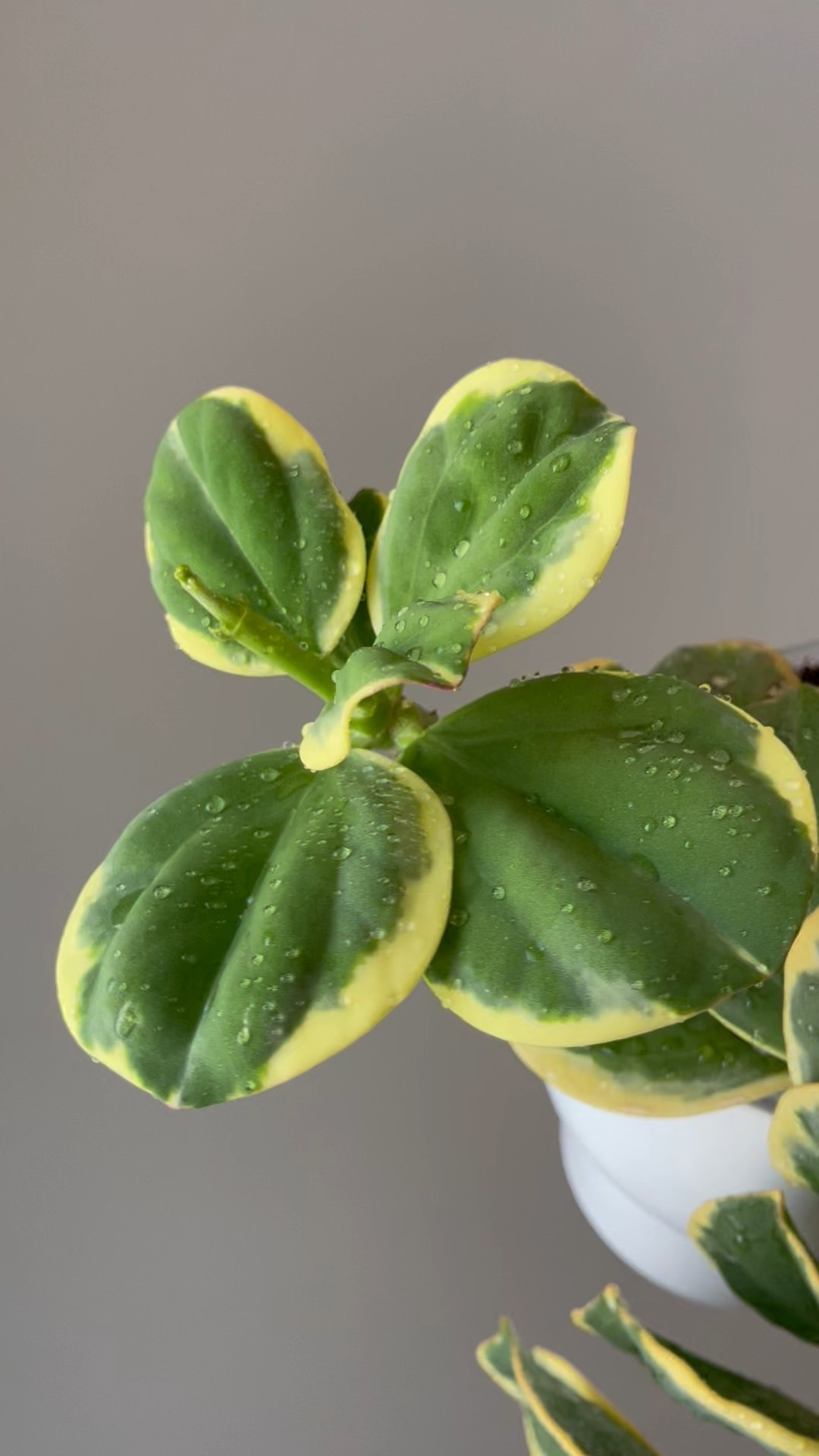 My #hoyapachycladaalbomarginata aka #hoyasubquintuplinervisalbomarginata is an absolute favorite! This one is certainly on top 10 favorites list. It’s a slow grower so it constantly stays in this beautiful controlled shape and it blooms so often! 

Liz’s personal Experience only…
🪴Light: under grow lights 16 hrs 
🪴Water: only when it’s dry
🪴Avg Temp last 30 days: 74F
🪴Relative Humidity last 30 days: 45%
🪴Rate of growth: slow
🪴Rareness: not a rare hoya, but it isn’t sold widely
🪴Growing Medium: coco husks
🪴Pot size: 3” clear pot
🪴Growing location: in my ikea greenhouse cabinet 
🪴Fertilizer frequency: I use a nutrient diverse fertilizer that is perfect for Hoyas about every other watering while I’m seeing active growth. I stop if the plant is in dormancy. 💦 The fertilizer I use, contains macro & micronutrients, it’s the best I’ve found for hoyas!🪴
🪴Time In My Care: 2.5 years 
💚In my opinion only (IMO): 10/10 because of its beauty! I love how this type of Hoya grows in a bushy manner. 

#ilovehoyas #hoyacollector #hoyahead #hoyaappreciation #hoyacollection #plantsmakemehappy #ihavethisthingwithplants #

#LTKHome #LTKFindsUnder50 #LTKFindsUnder100