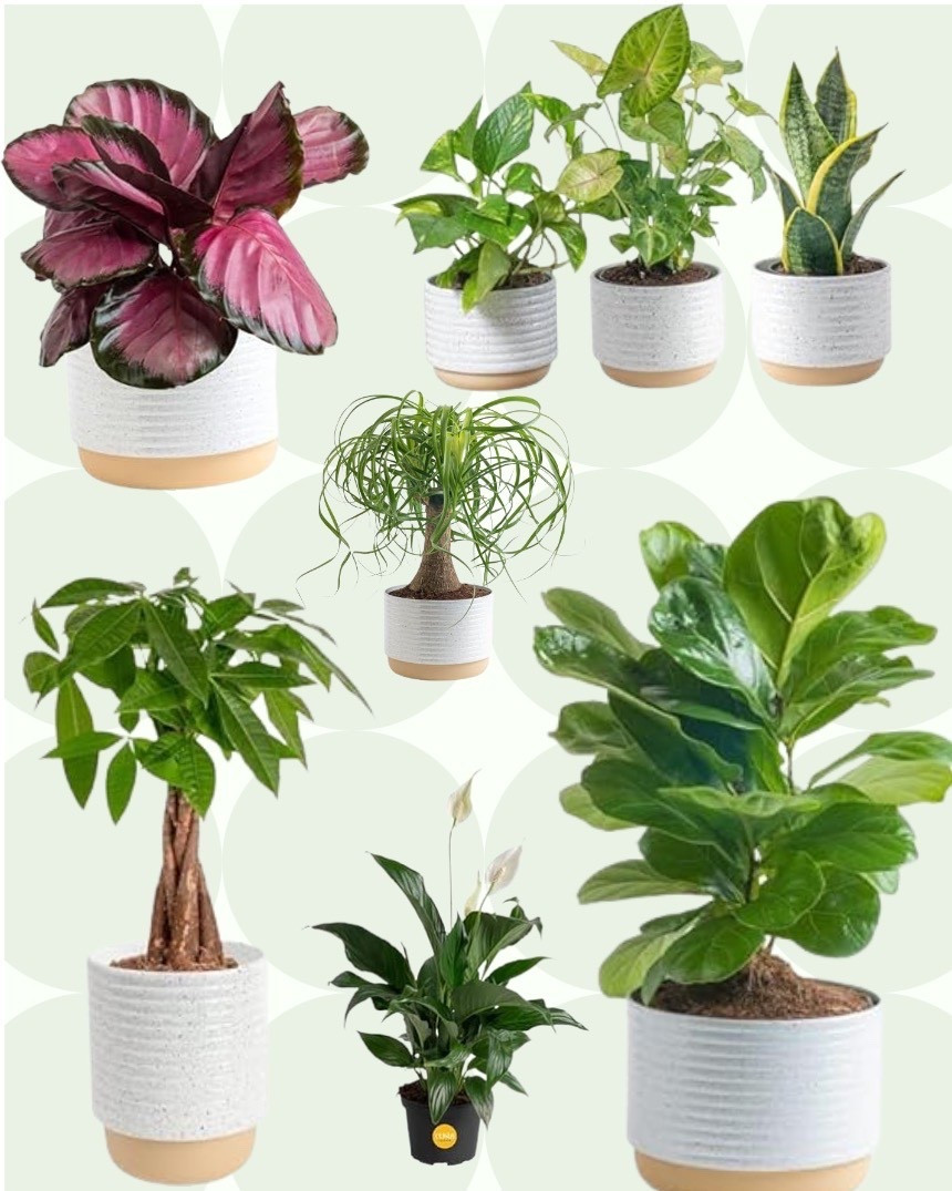 Make yourself a #plantlady lover 

#LTKHome #LTKSeasonal #LTKHalloween