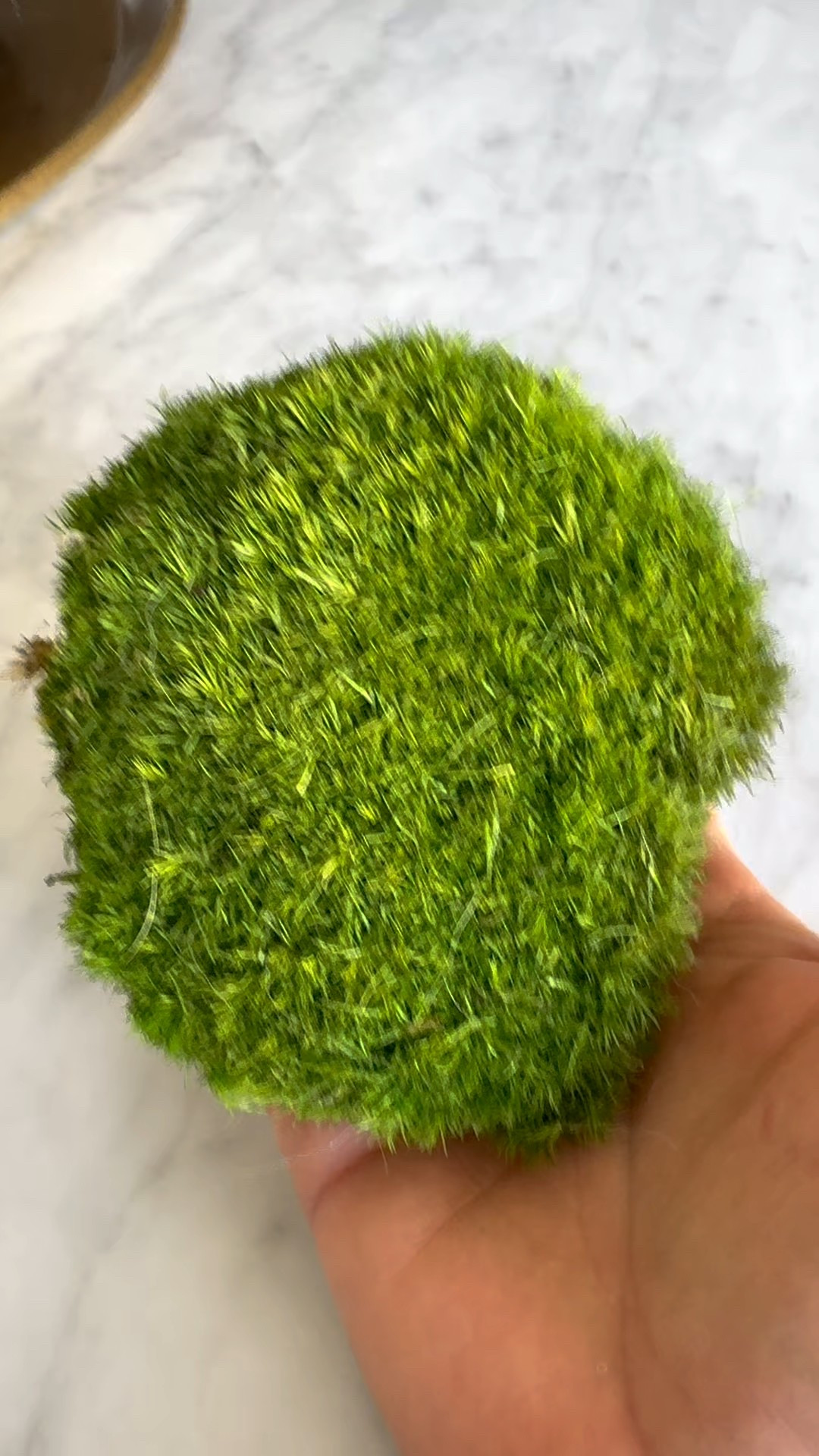 Add some greenery to your home with this preserved moss 💚
We’ve had it for 4 years and still looks beautiful and fresh. Zero maintenance required.  #moss #preservedmoss #homedecor #mossbowl 

#LTKHome