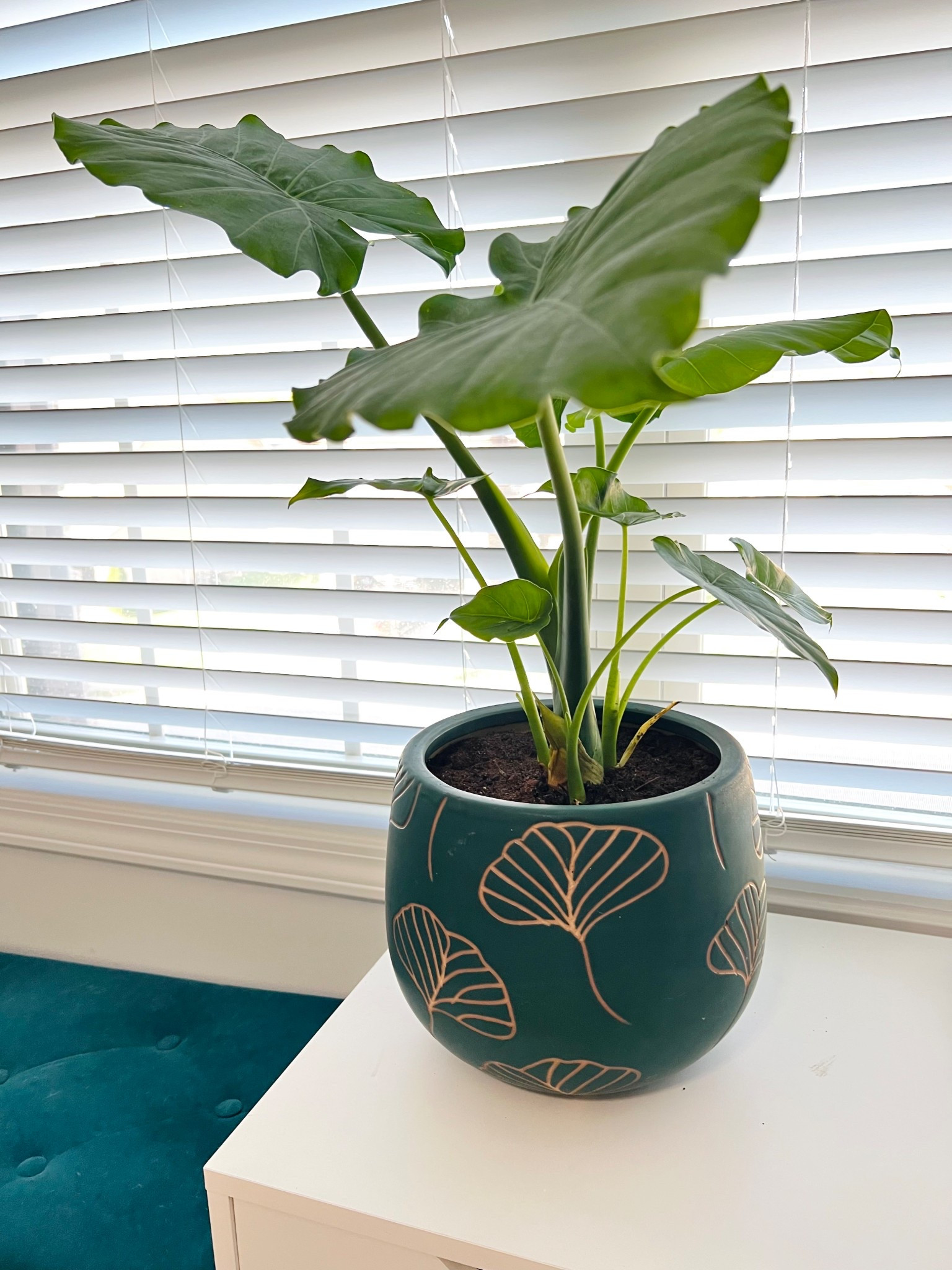 The cutest pot 

#LTKHome