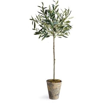Olive Tree in Pot, 30-Inch | Amazon (US)
