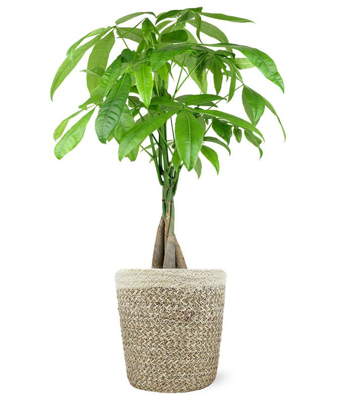 Auspicious Potted Money Tree | From You Flowers