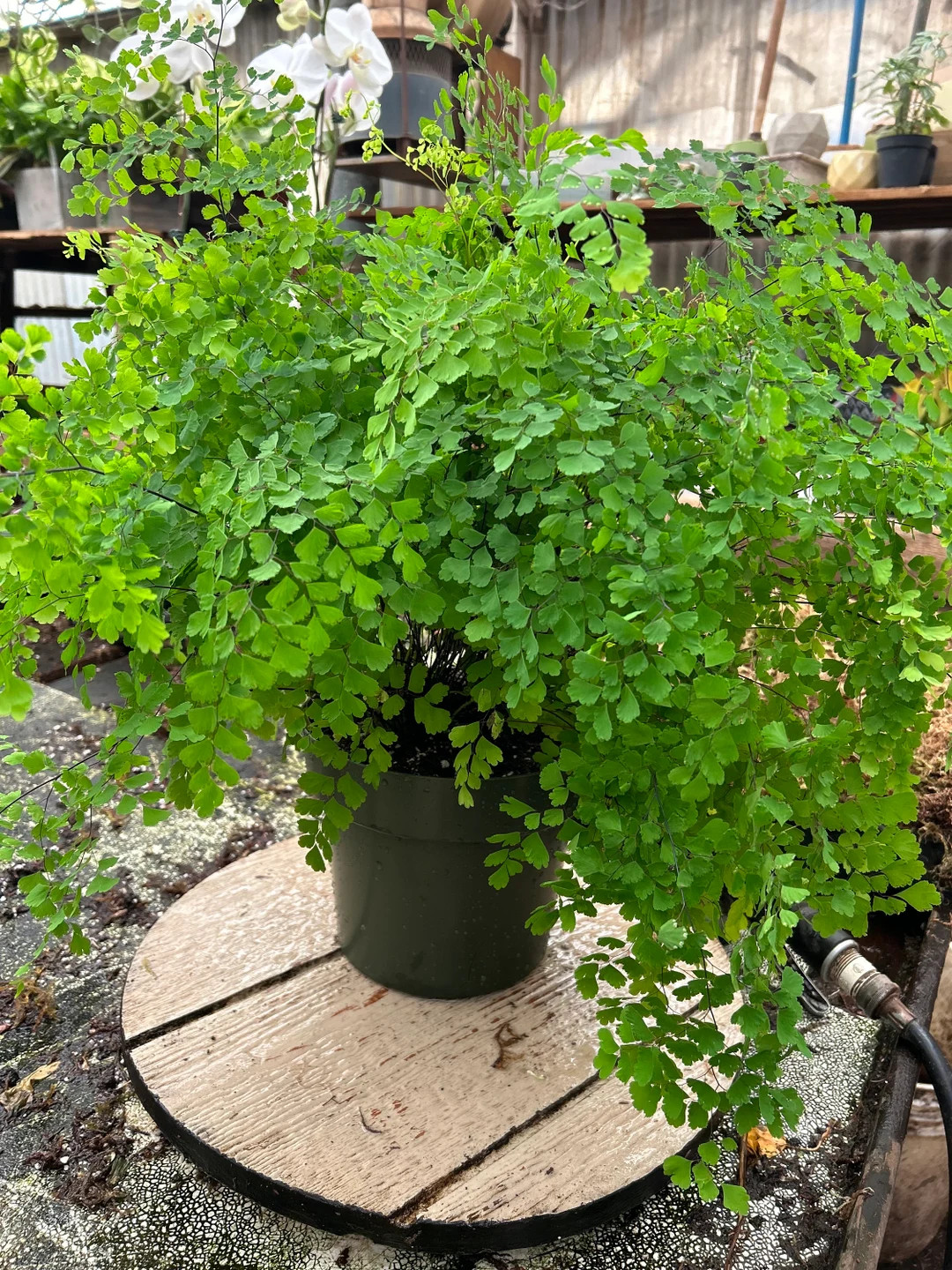 6 Pot -maiden Hair Fern-similar to Photo Not Exact- Low Light , Loves Water , Pet Friendly, Air P... | Etsy (US)