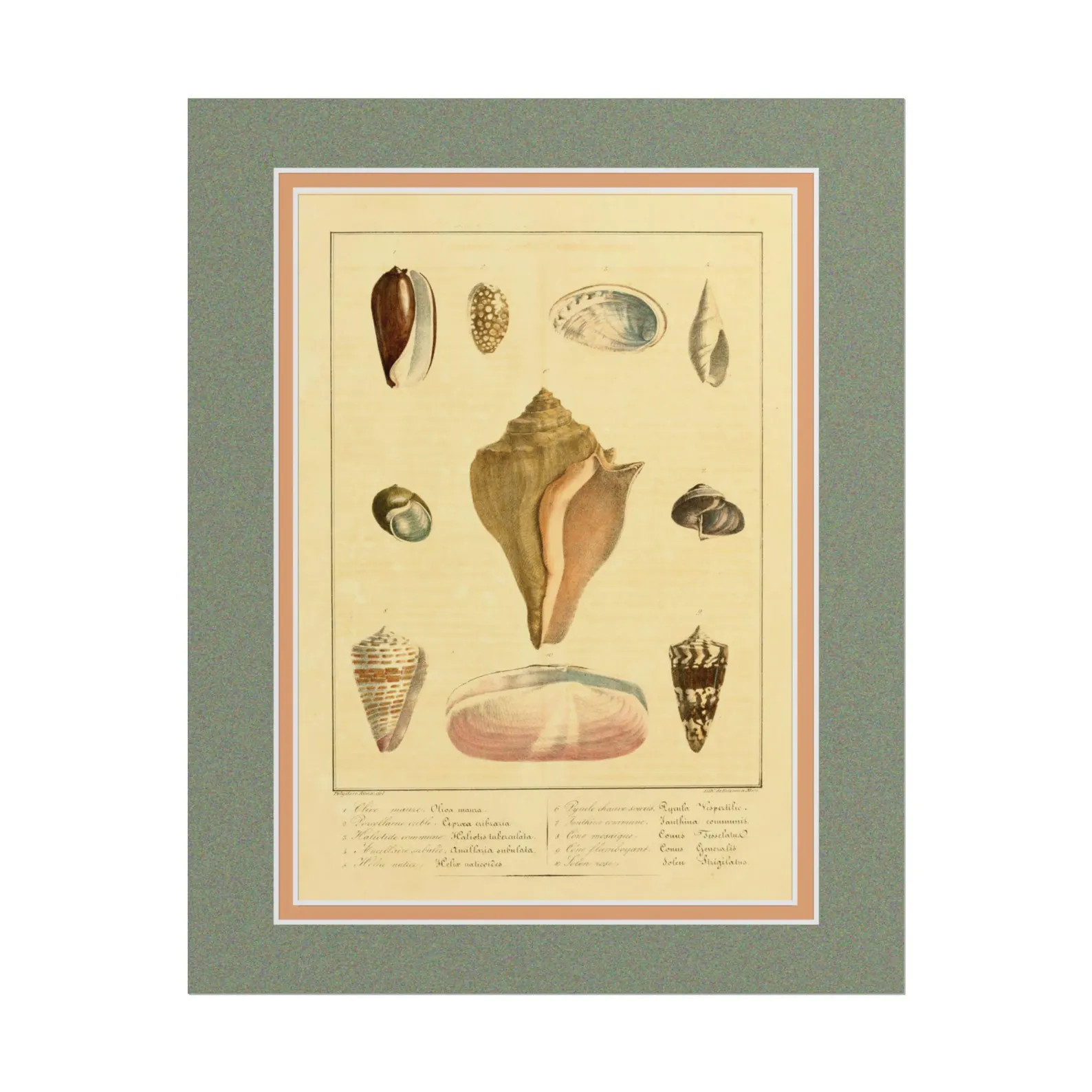 Vintage Biological Shell Illustration, Seashells Science Country Wall Art, Scientific Mollusk Col... | Etsy (Global)