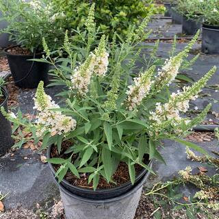 3 gal. Butterfly Bush Flowering Shrub with White Flowers | The Home Depot
