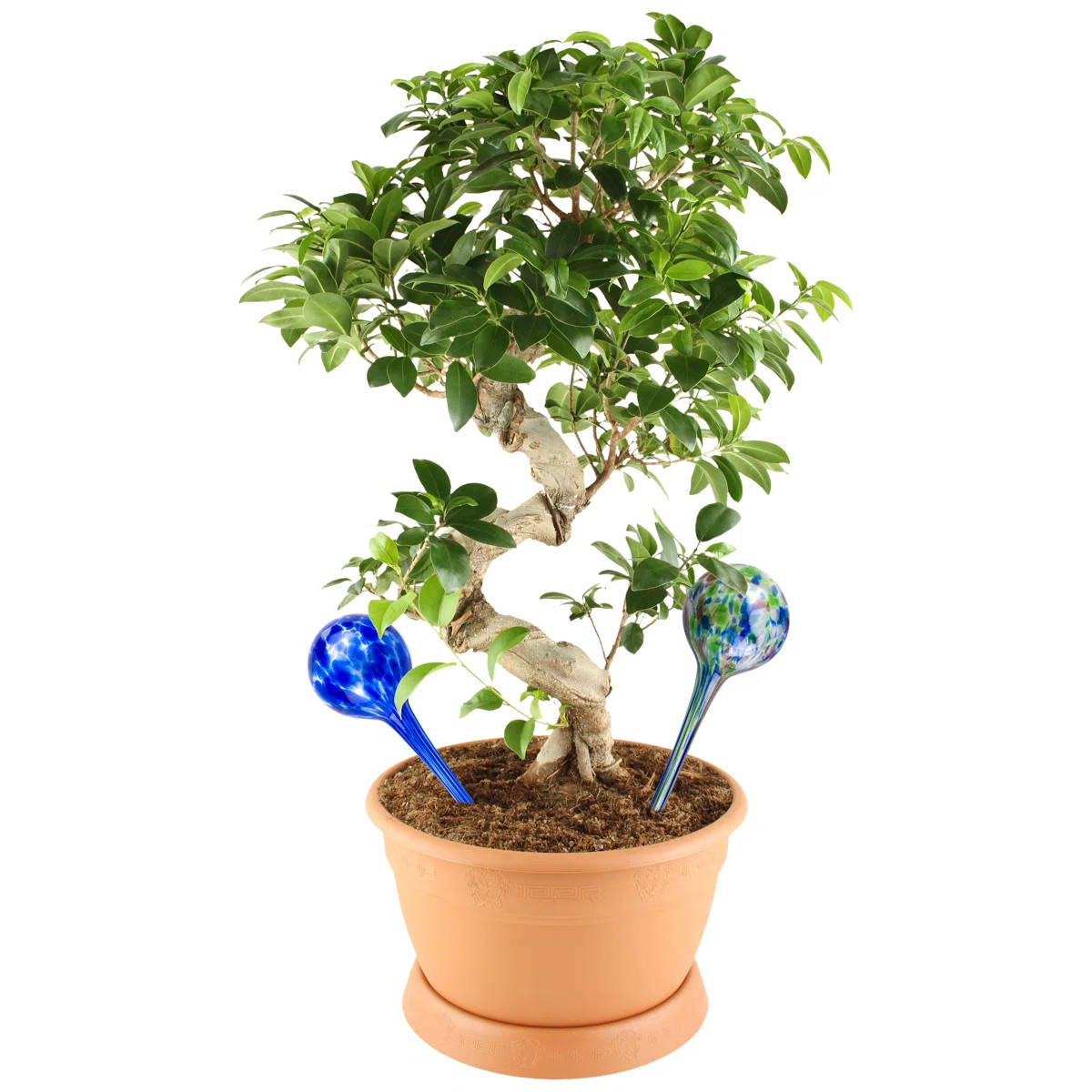 Keshia Indoor/Outdoor Plant Watering Glass Aqua Globe Stakes (Set of 2) | Wayfair North America