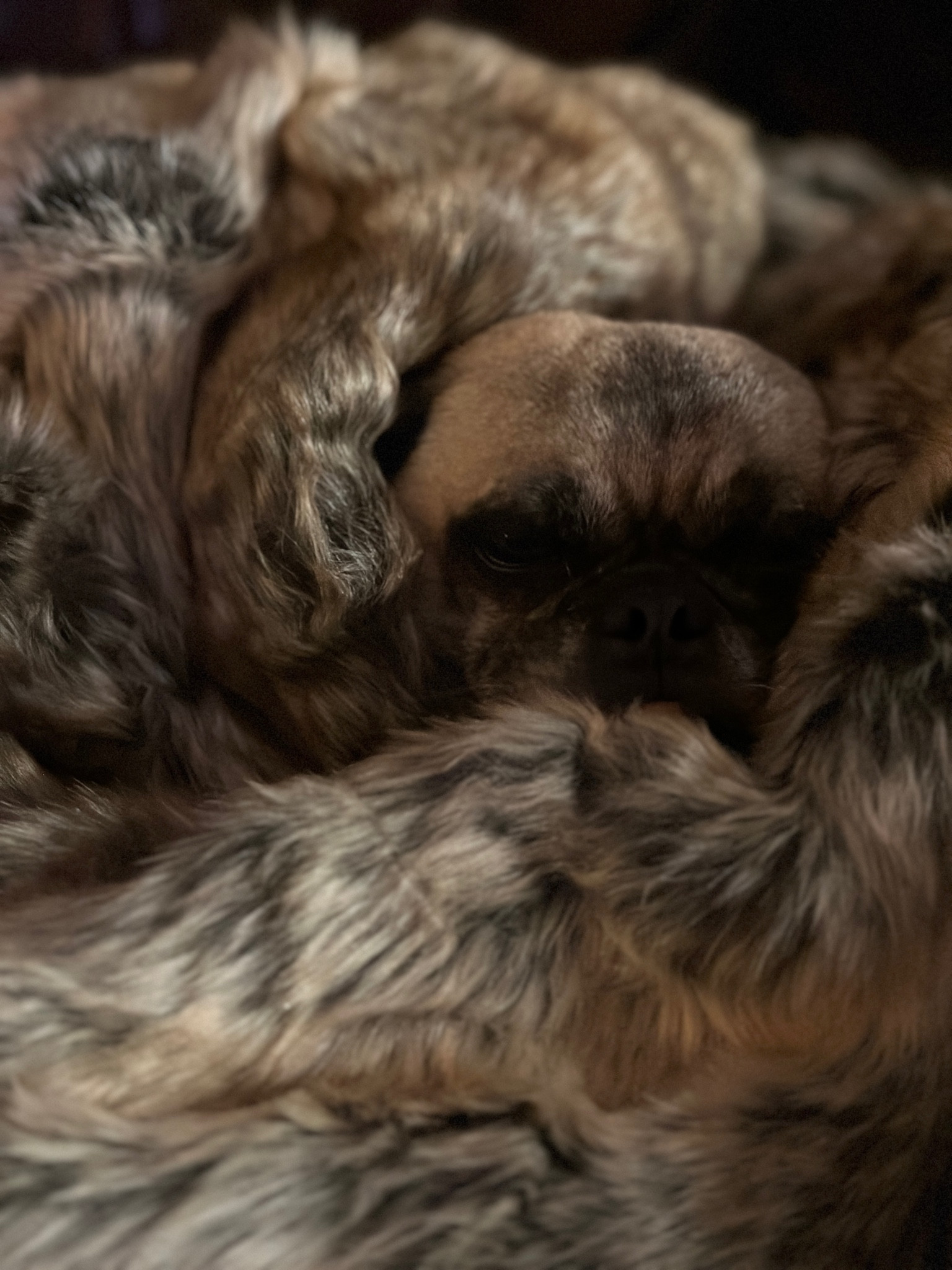 My little pug is obsessed with our new faux fur throw from Amazon 😍 It’s  similar to our RH one — very realistic coloring and super soft.

#LTKSeasonal #LTKCyberWeek #LTKHome