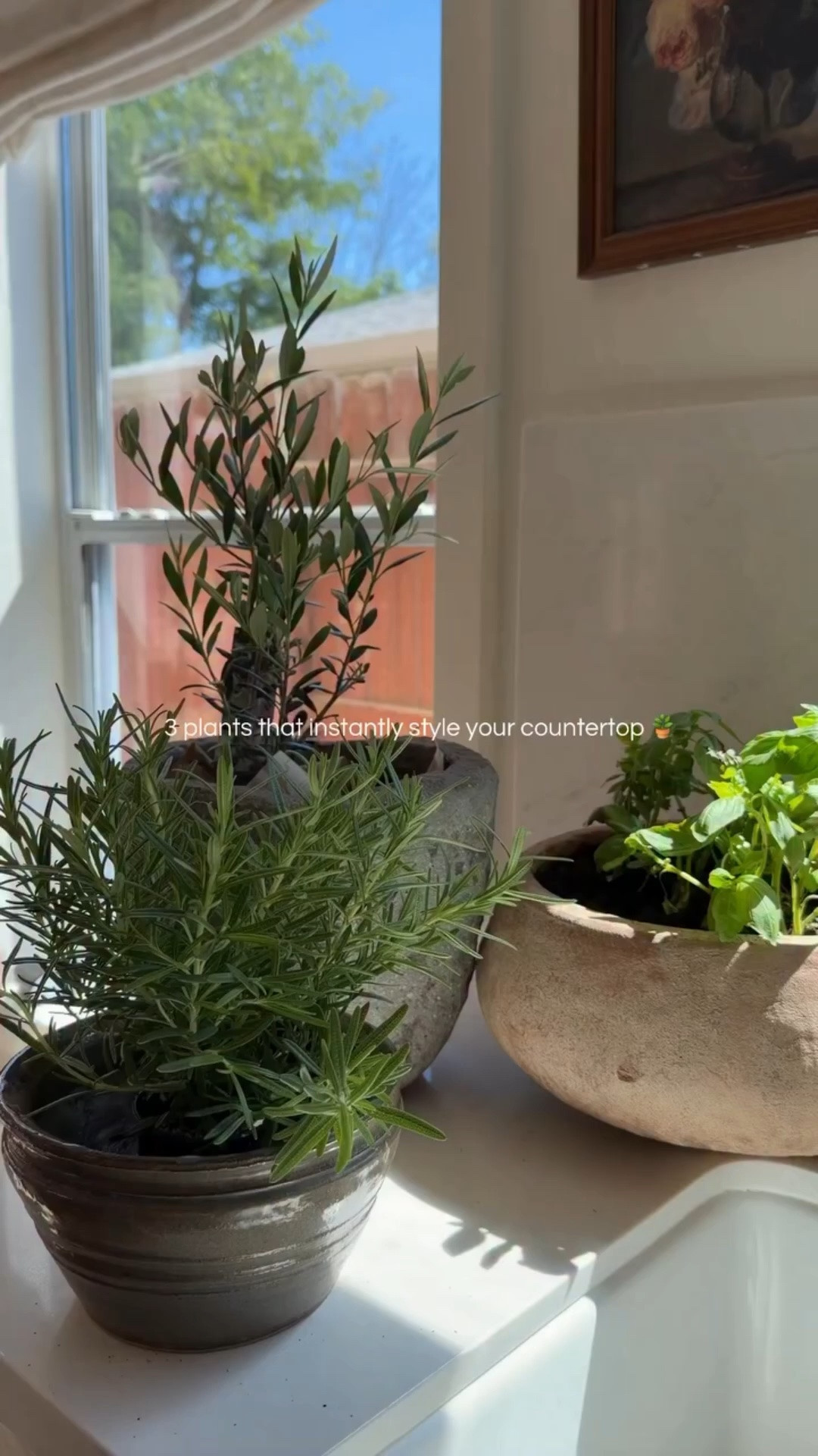 plants that instantly style your countertop 🪴

small olive trees (I have the viral from Trader Joe’s , rosemary, and basil are my go to but there’s so many options out there, you just gotta find the ones that work for you #plants #kitchen #homedecor #home #countertops