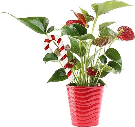 Costa Farms Blooming Anthurium Live Indoor Plant Fresh From Our Farm Christmas Gift or Holiday De... | Amazon (US)