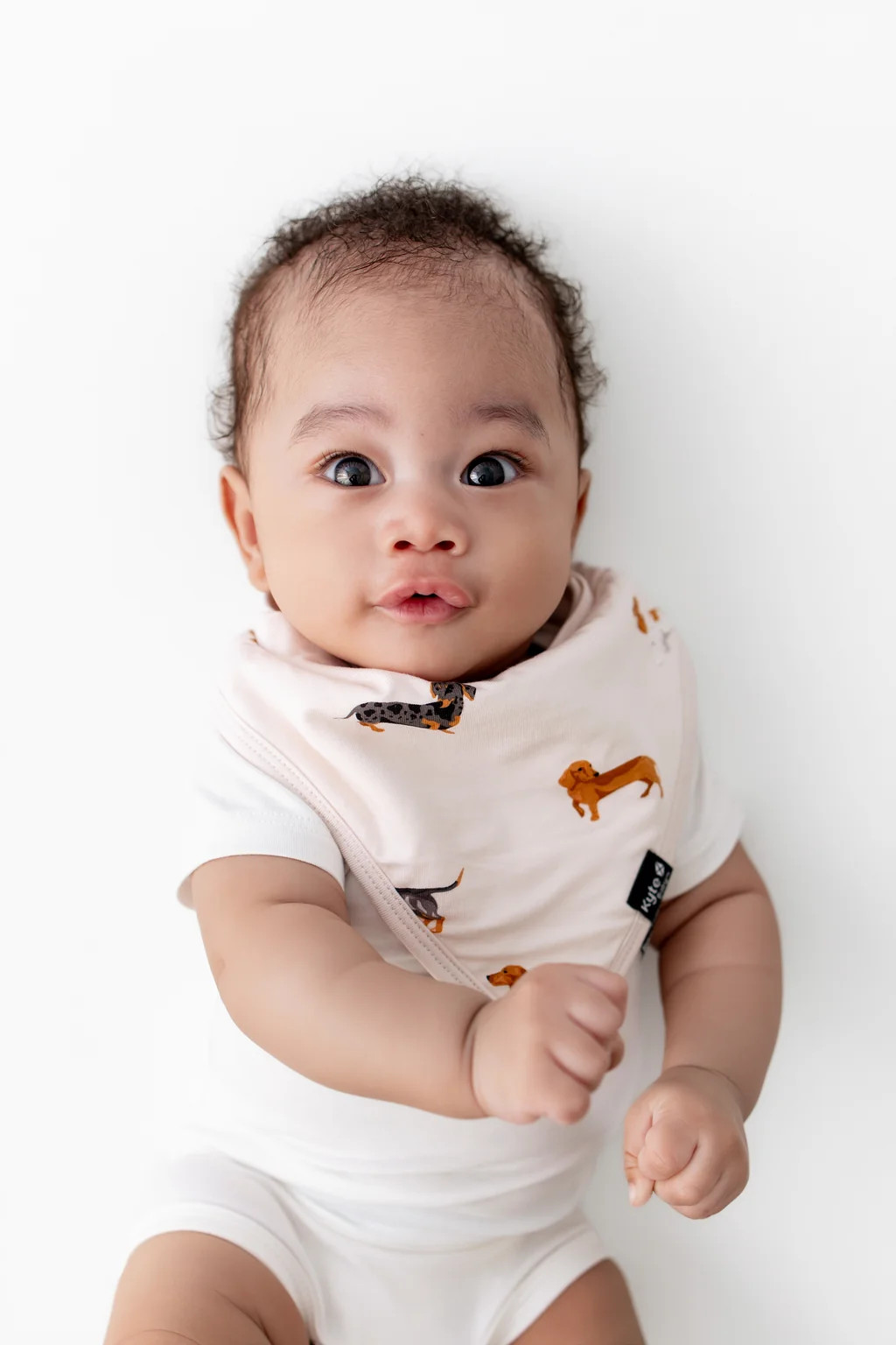 Bib in Dachshund | Kyte Baby