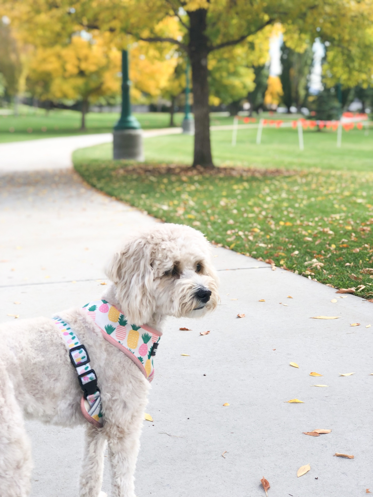 Best walkie supplies to enjoy the fall foliage 🍂
#ltkdog #fall #foliage #leaves #peep #dog #walk #walkies #dogharness #dogleash 

#LTKSeasonal #LTKfamily #LTKtravel