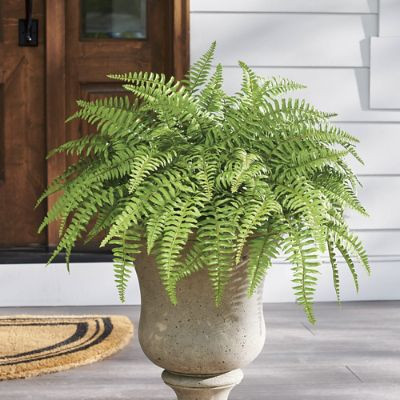 Classic Fern Urn Filler | Grandin Road