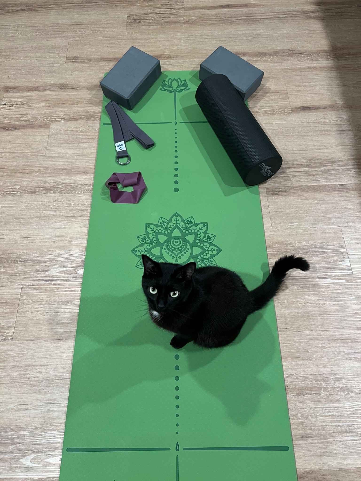 don’t forget to stretch! 🐈‍⬛🖤 

#LTKBeauty #LTKActive #LTKPets