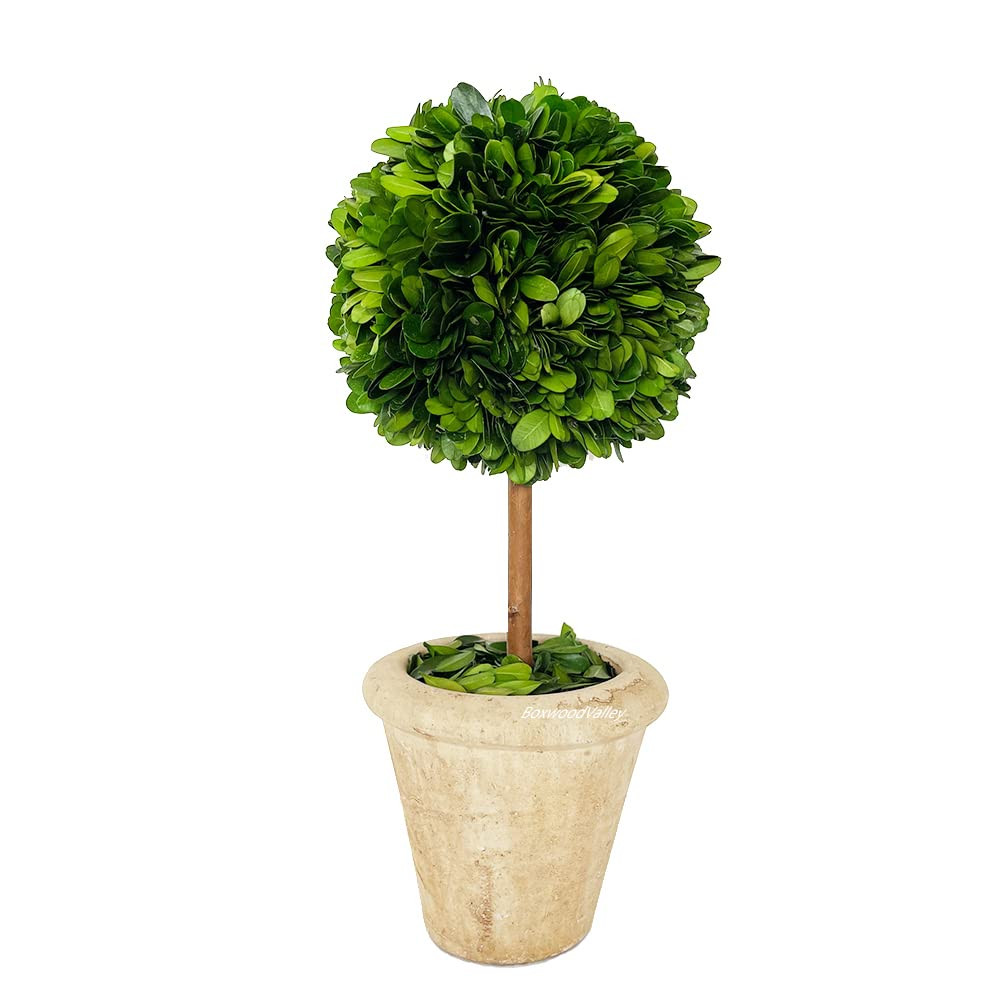 Natural Preserved Boxwood Topiary in Pot 9 inch Stunning Greenery and Plant Decor Great for Home ... | Amazon (US)