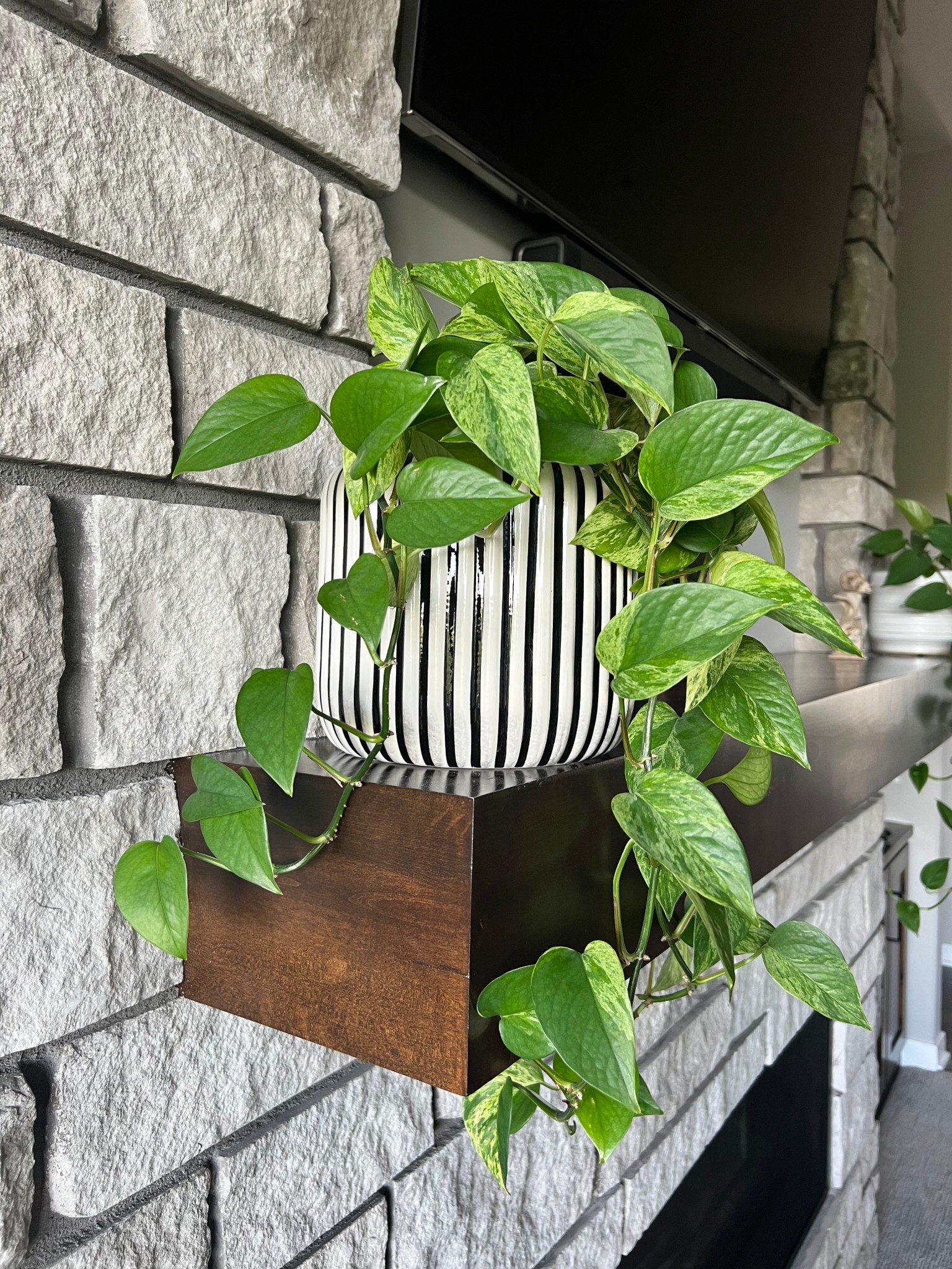 Black and white planter for indoor or outdoor plants. 

#plant #plants #planter 

#LTKHome