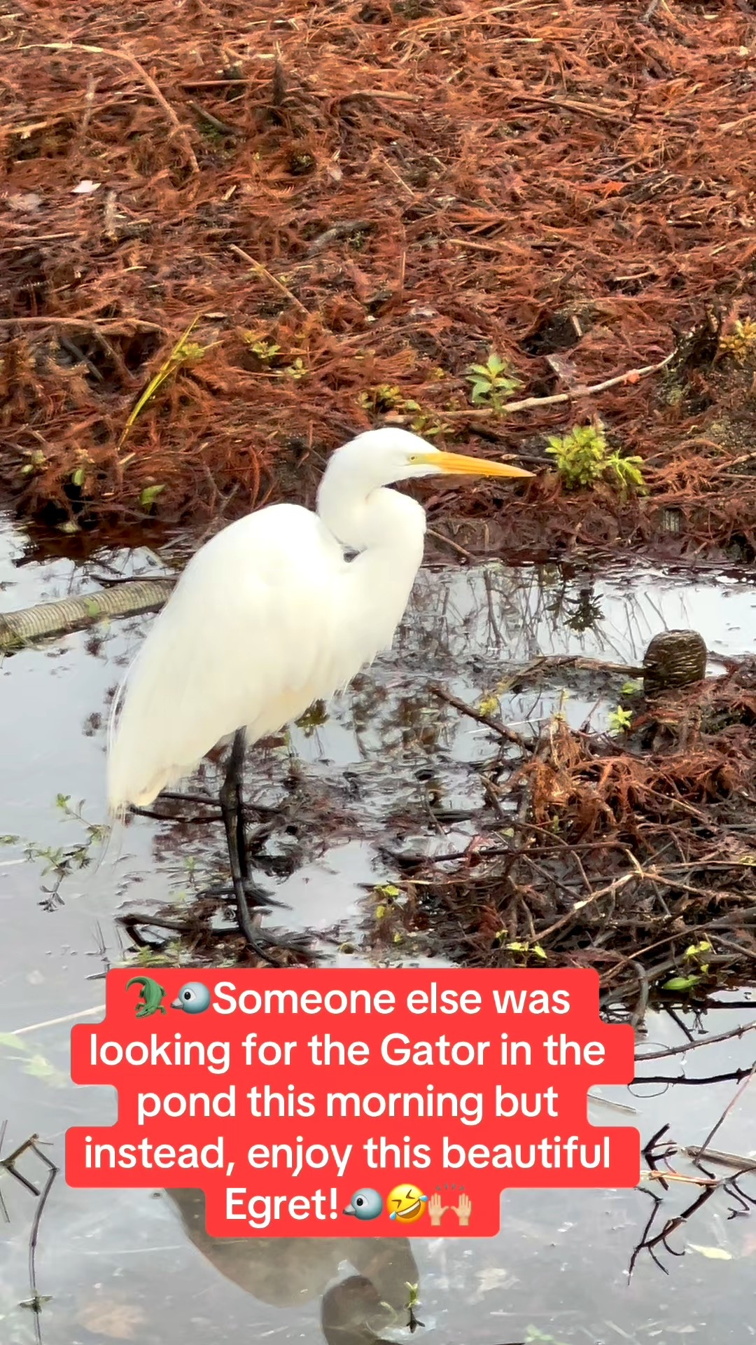 All I saw on my neighborhood walk this morning was birds, birds, birds.

Enjoy this beautiful egret!

Linking my Hoka sneakers that I wear everyday to walk.

Make sure to go up 1/2 a size for the perfect fit.

I typically wear a 9 but always purchase a 9.5 in Hoka Sneakers.


#LTKSeasonal #LTKmorningroutine #LTKOver40 #LTKfitnessgoals #LTKActive #LTKSaleAlert #LTKU #LTKMidsize #LTKTravel #LTKdayinmylife