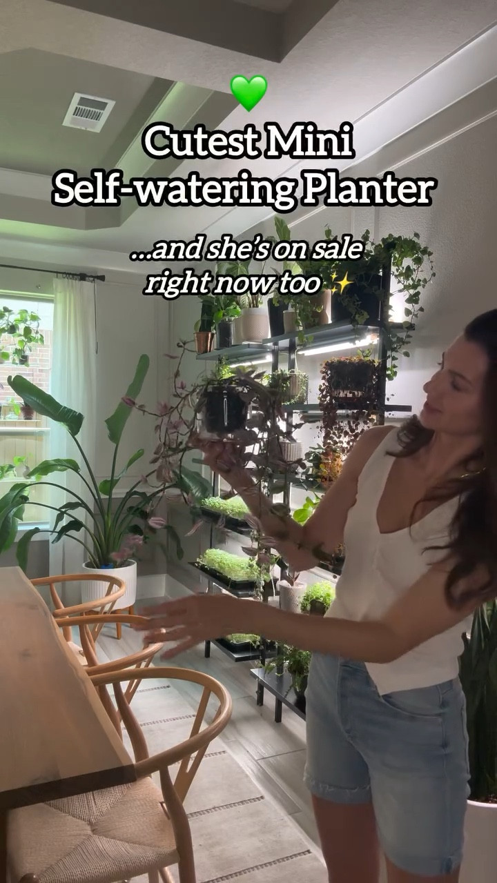 My Tradescantia zebrina has taken off in this mini self-watering planter! 🌱💧
In just a few weeks, she’s filled out beautifully—with those bold, silver-striped leaves trailing over the edges like she owns the place.

The secret? Consistently moist soil, thanks to the built-in reservoir in this little glass planter. It takes the guesswork out of watering and helps promote steady, healthy growth—especially for fast growers like this one.

Self-watering planters are also amazing for other moisture-loving houseplants like Pothos, Peace Lily, Calathea, and Fittonia—they all appreciate the consistent hydration without the risk of overwatering.

Comment mini if you want the link 🤍

#tradescantiazebrina #selfwateringplanter #glassplanter #houseplantclub #indoorplants #plantcaretips #urbanjungle #plantmomlife #plantparenthood #moisturelovingplants #pothos #calathea #fittonia #peaceplant #plantgrowth

tradescantia zebrina planter | self watering planter indoor | glass planter for houseplants | moisture-loving houseplants | best pots for indoor plants