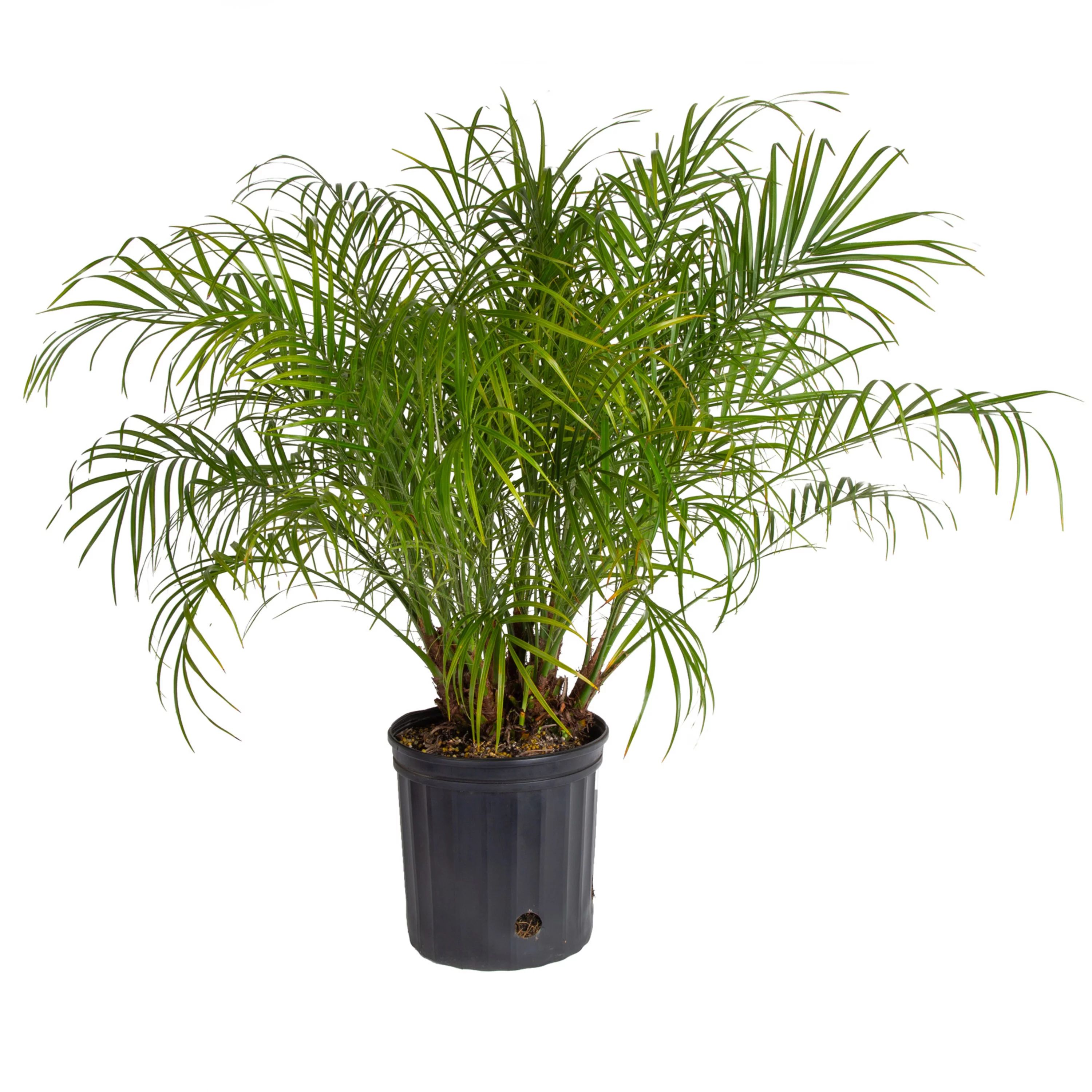 Costa Farms Expert Gardener Live Outdoor 36in. Tall Green Pygmy Date Palm; Full Sun Outdoors Plan... | Walmart (US)