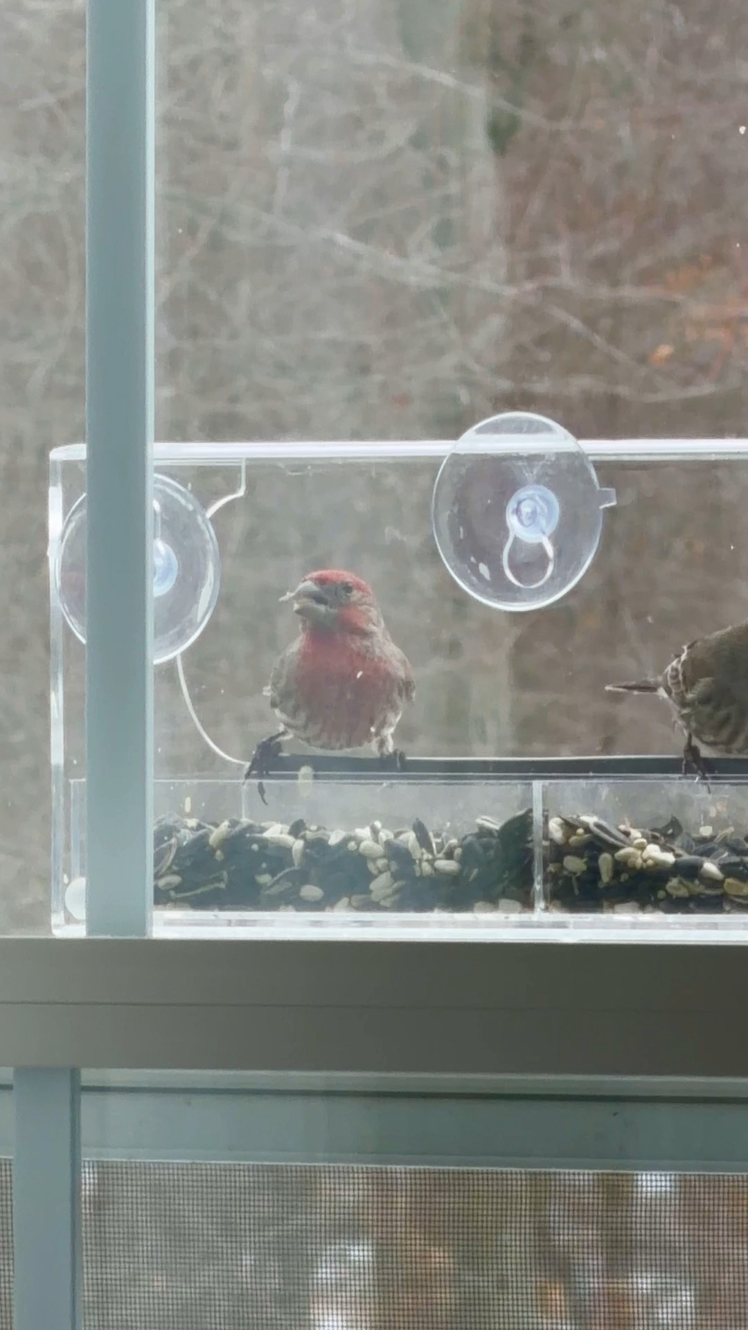 Obsessed with watching all the birds enjoy our new bird feeder!! So cool watching them up close! 

#LTKHome #LTKdayinmylife