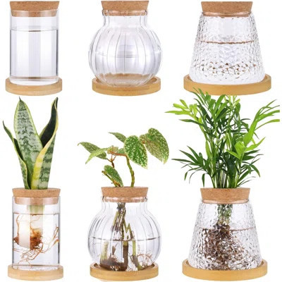 6 Pcs Plants Propagation Station Separated Desktop Glass Plant Terrarium With Wood Lid And Tray, 3 Sizes Hydroponics Plants Jars Water Planting Vases | Wayfair North America