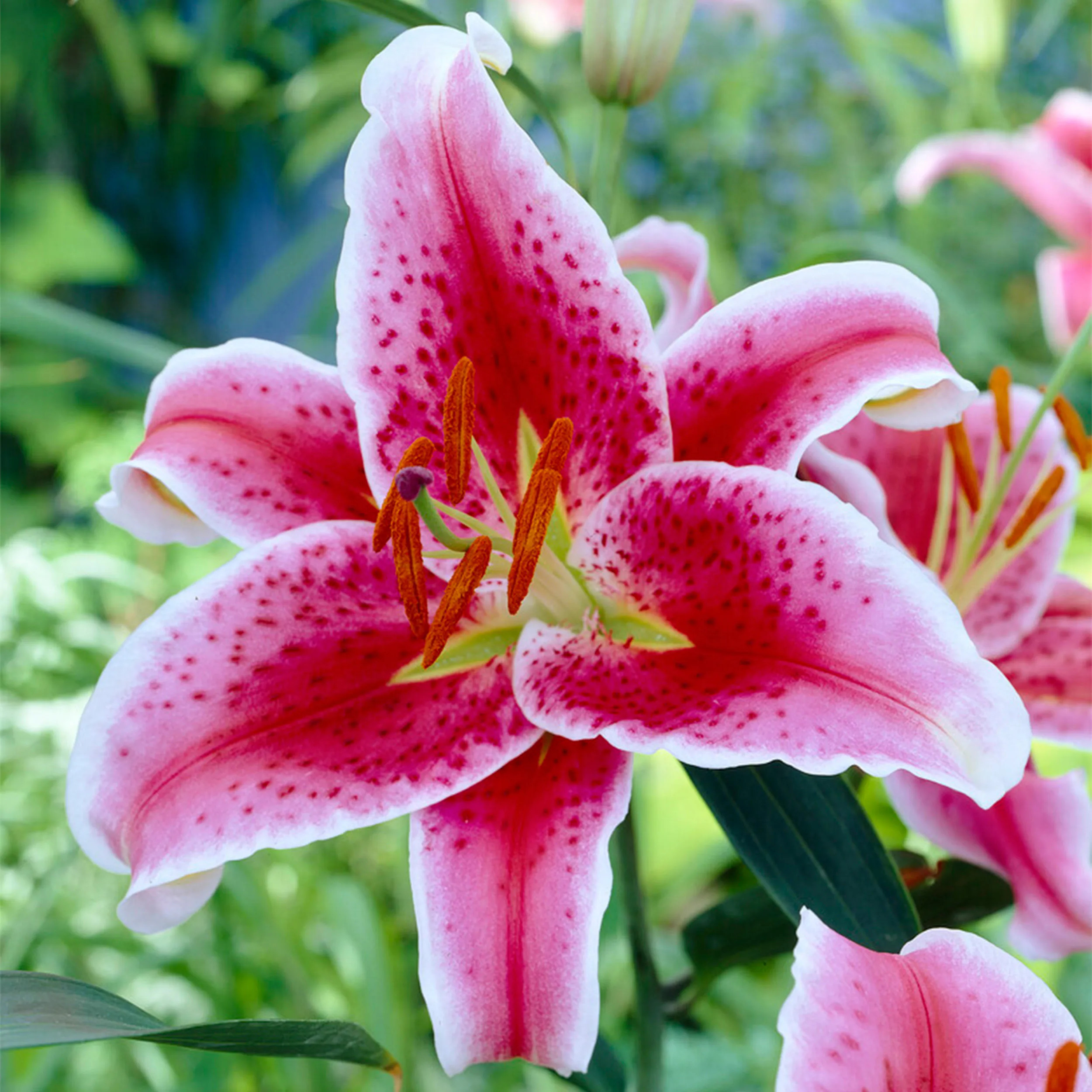 Garden State Bulb Pink Stargazer Oriental Lily Bulbs 30 Count one_size | ECS-47-30-03 | Lowe's