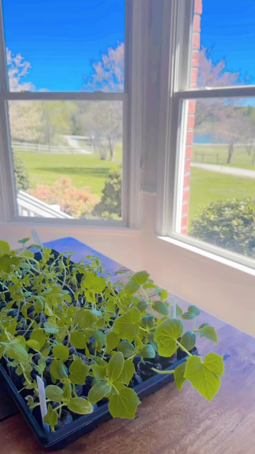 mama’s happy little seedlings 🌱 
can’t wait to plant 🪴 these in the garden in a few more weeks when it’s time!! 💗