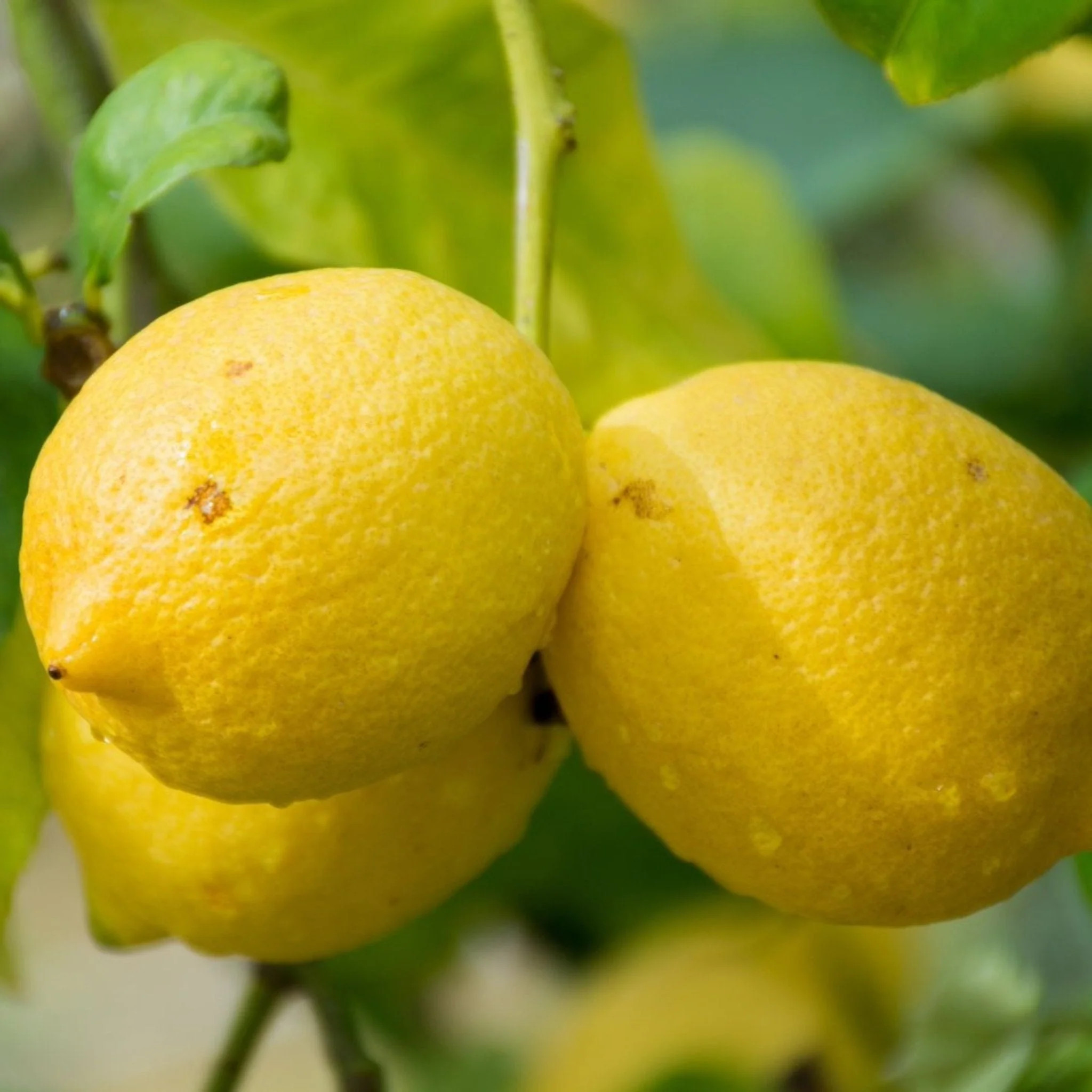 Genoa Lemon Tree | The Sill