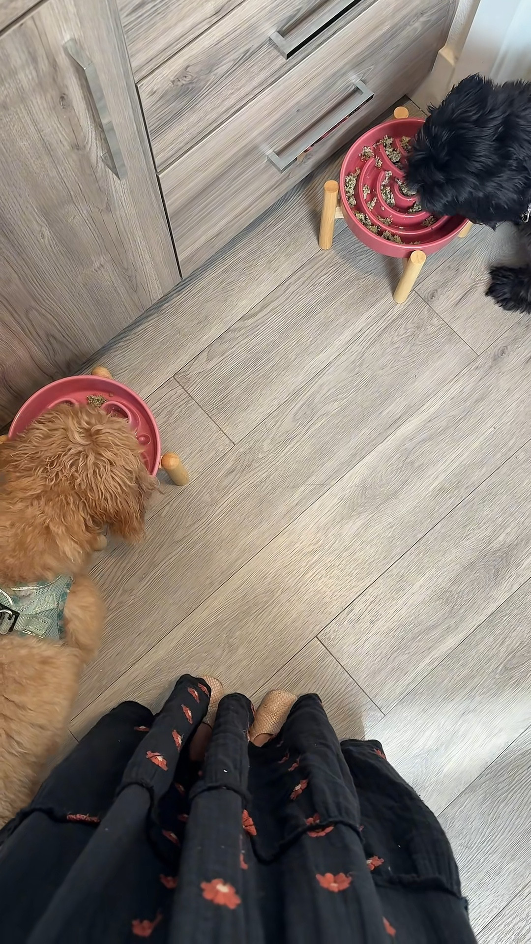 Adding the slow feeder bowls everyone’s been asking about here!!! 

#LTKFamily #LTKHome #LTKGiftGuide