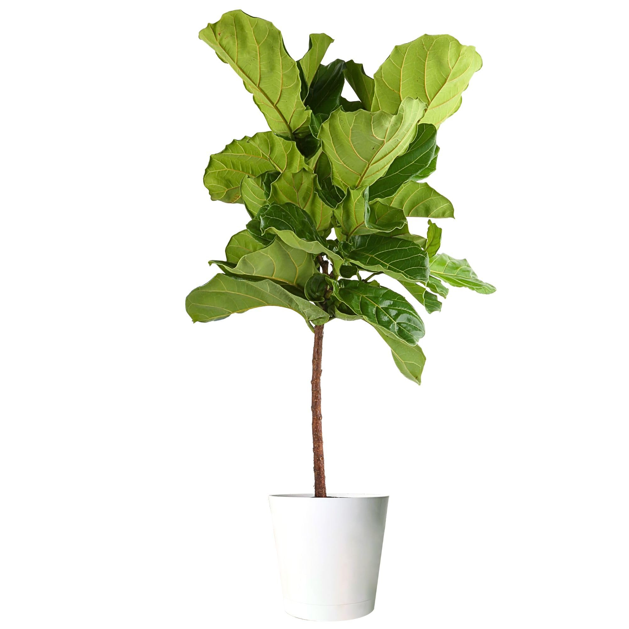 Costa Farms Fiddle Leaf Fig Tree, Ficus Lyrata, Live Indoor Plant Potted in Indoor Garden Plant P... | Amazon (US)