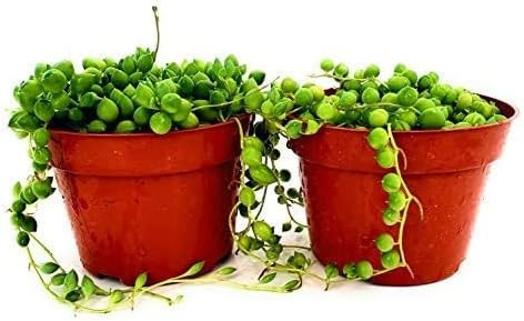 Fat Plants San Diego Succulent String of Pearls (Senecio Rowleyanus) - Live Trailing Plants Fully... | Amazon (US)