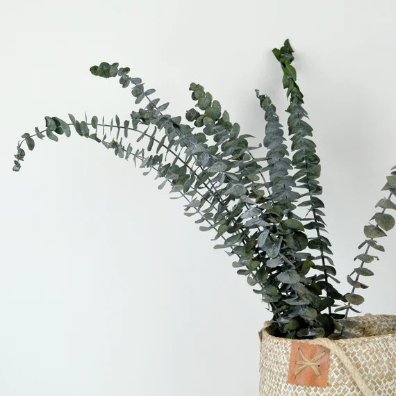 Preserved Eucalyptus (120g) • Dried Eucalyptus • Home Decor • wedding flower • Dried Flow... | Etsy (UK)