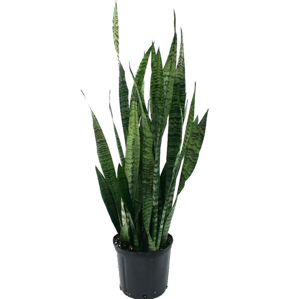 Costa Farms Sansevieria Zeylanica in 8.75 in. Grower Pot-10SANSZ - The Home Depot | The Home Depot