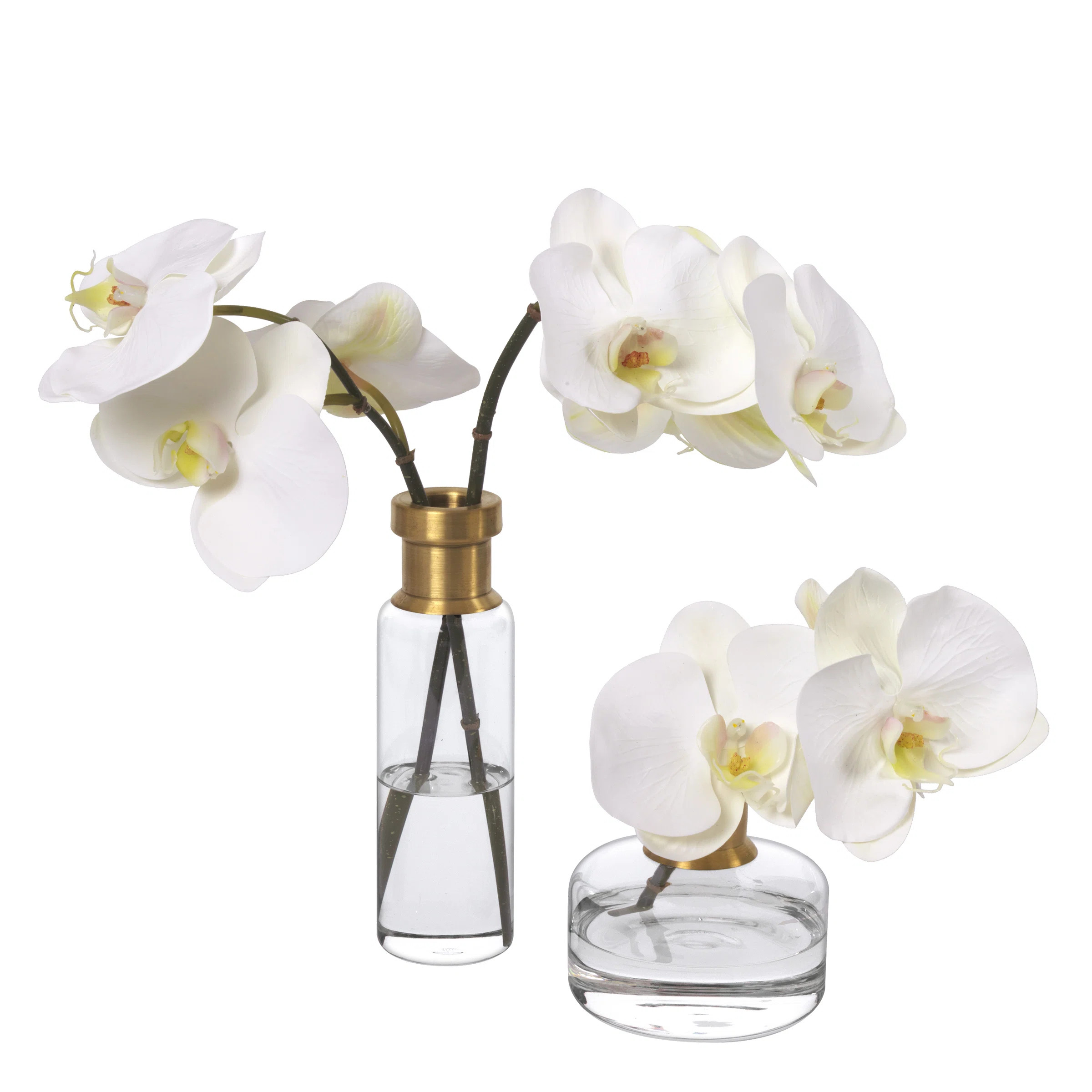 Phalaenopsis Orchid Set in Glass Vases | Perigold