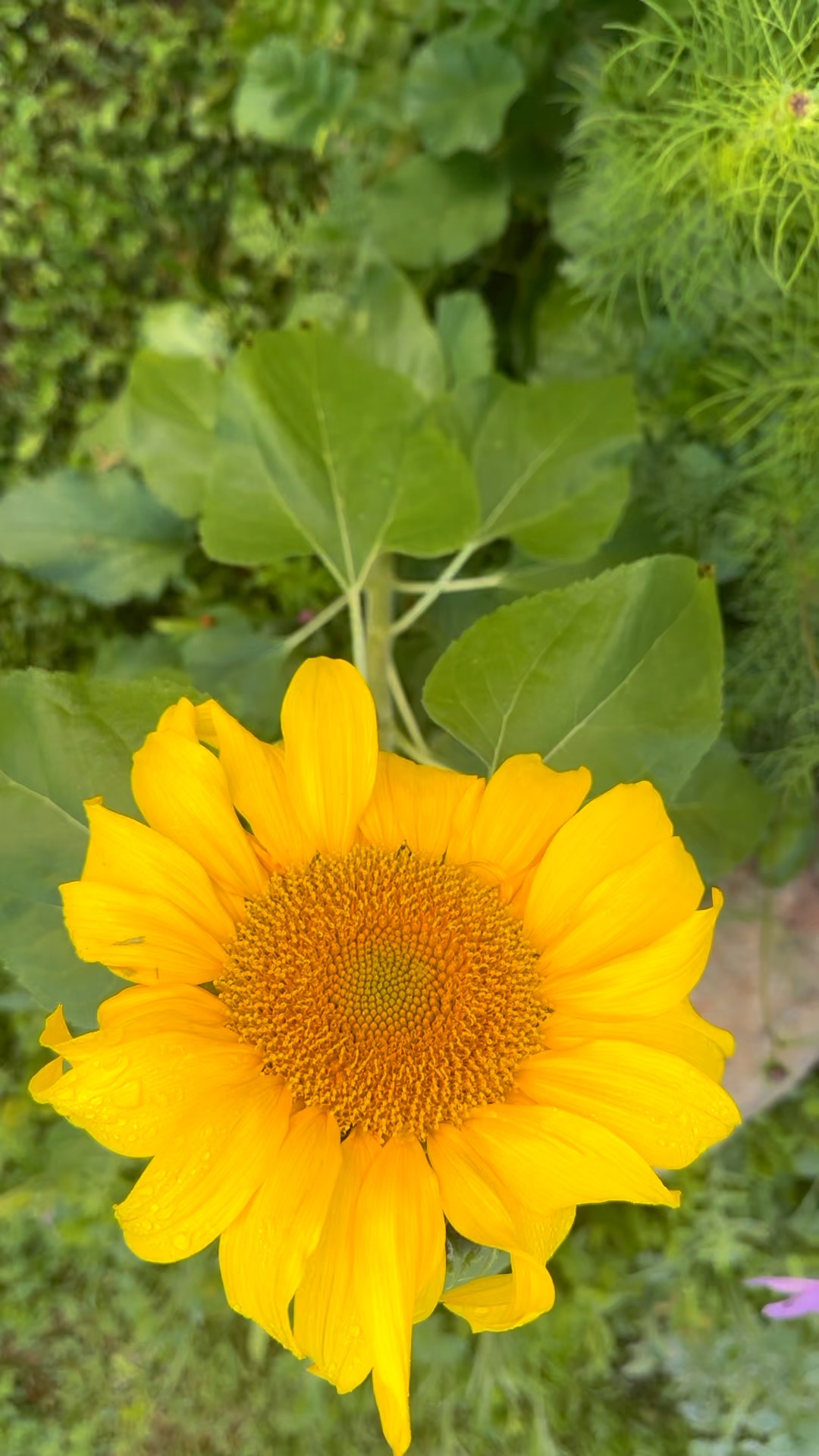 My garden is blooming now — a little daily reminder of renewal and calm.

#californianativeflowers #gardeninspo #slowmoments #blooms #coastalliving #outdoorvibes #natureathome

#LTKvlog #LTKdayinmylife