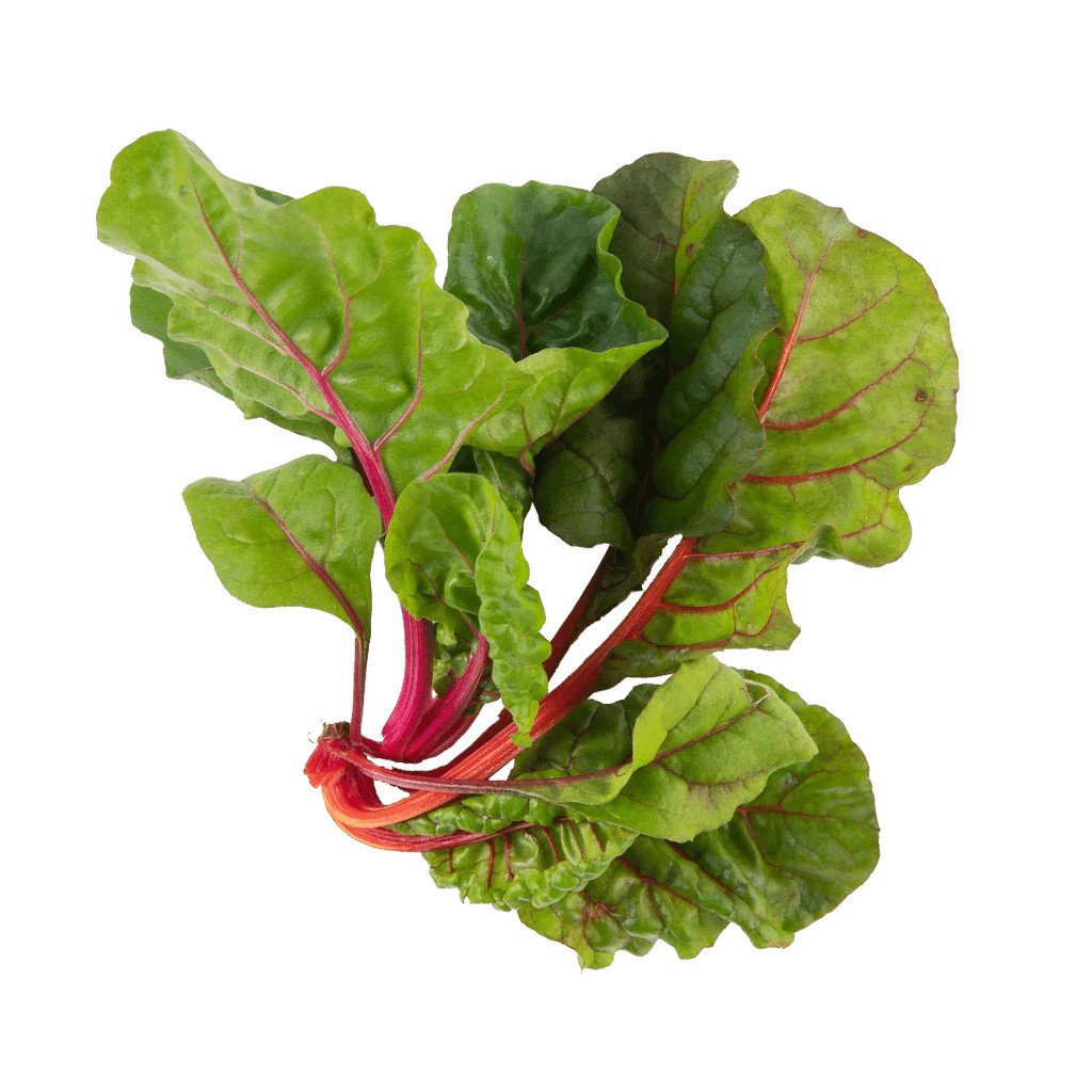 Rainbow Swiss Chard | Lettuce Grow