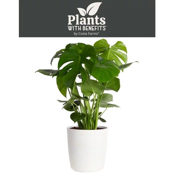 Plants with Benefits Live 24in. Tall Green Monstera Plant; 9.25in. Décor Pot | Walmart (US)