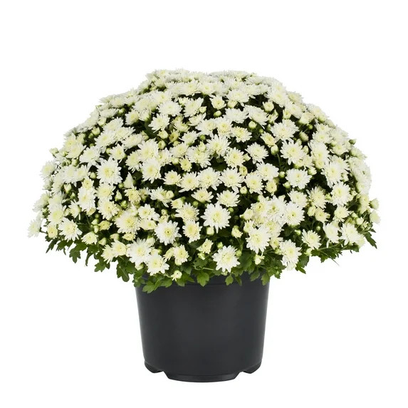 Expert Gardener 3QT White Mum Live Plant in Grower Pot, Full Sun | Walmart (US)