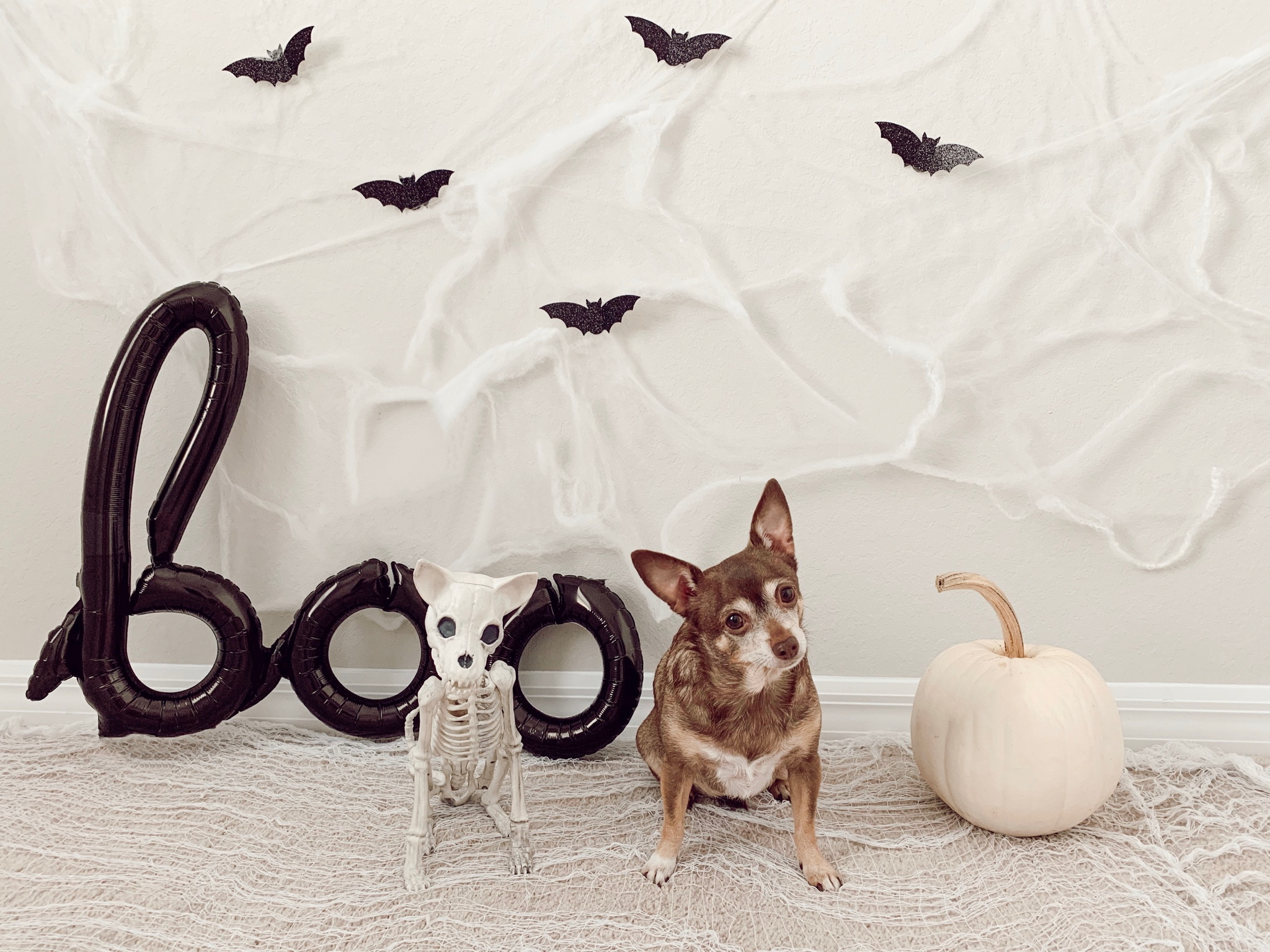 Halloween decor 

#LTKSeasonal #LTKhome