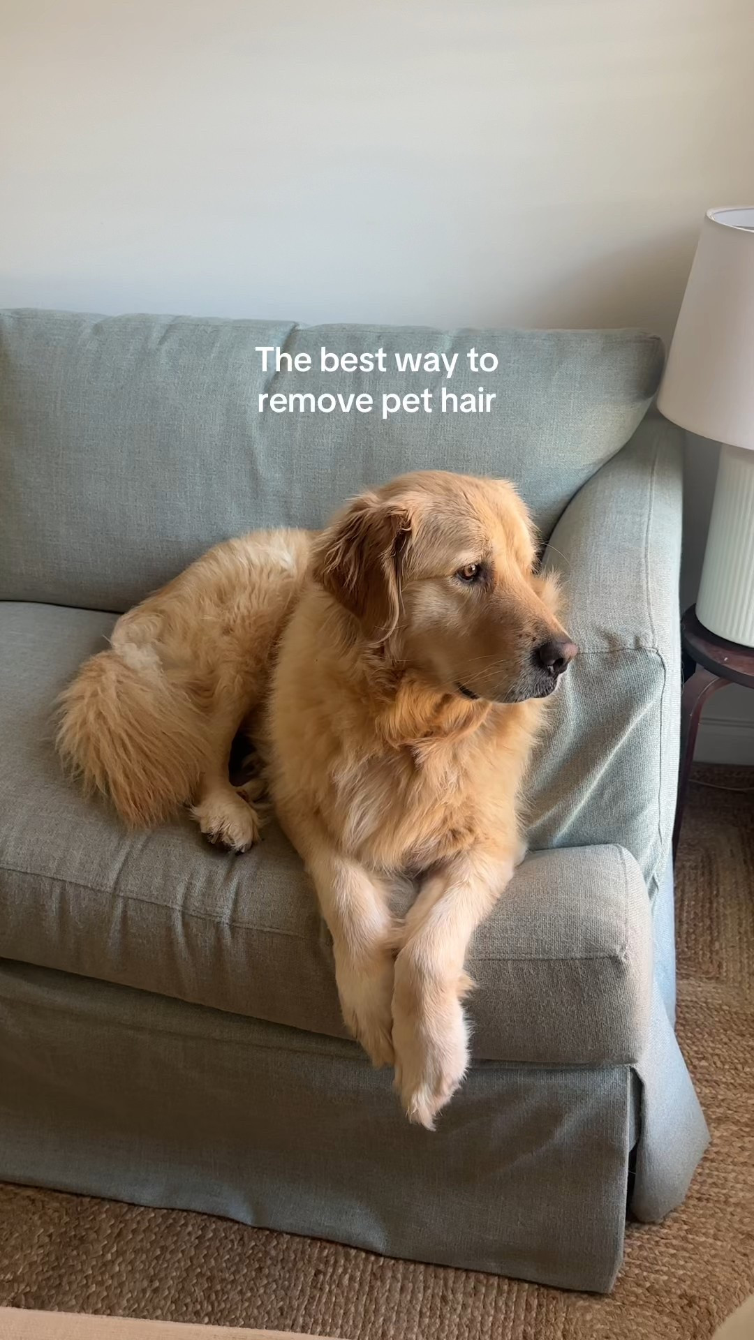 The best pet hair roller! We can’t live without this. 

#LTKFindsUnder50 #LTKHome