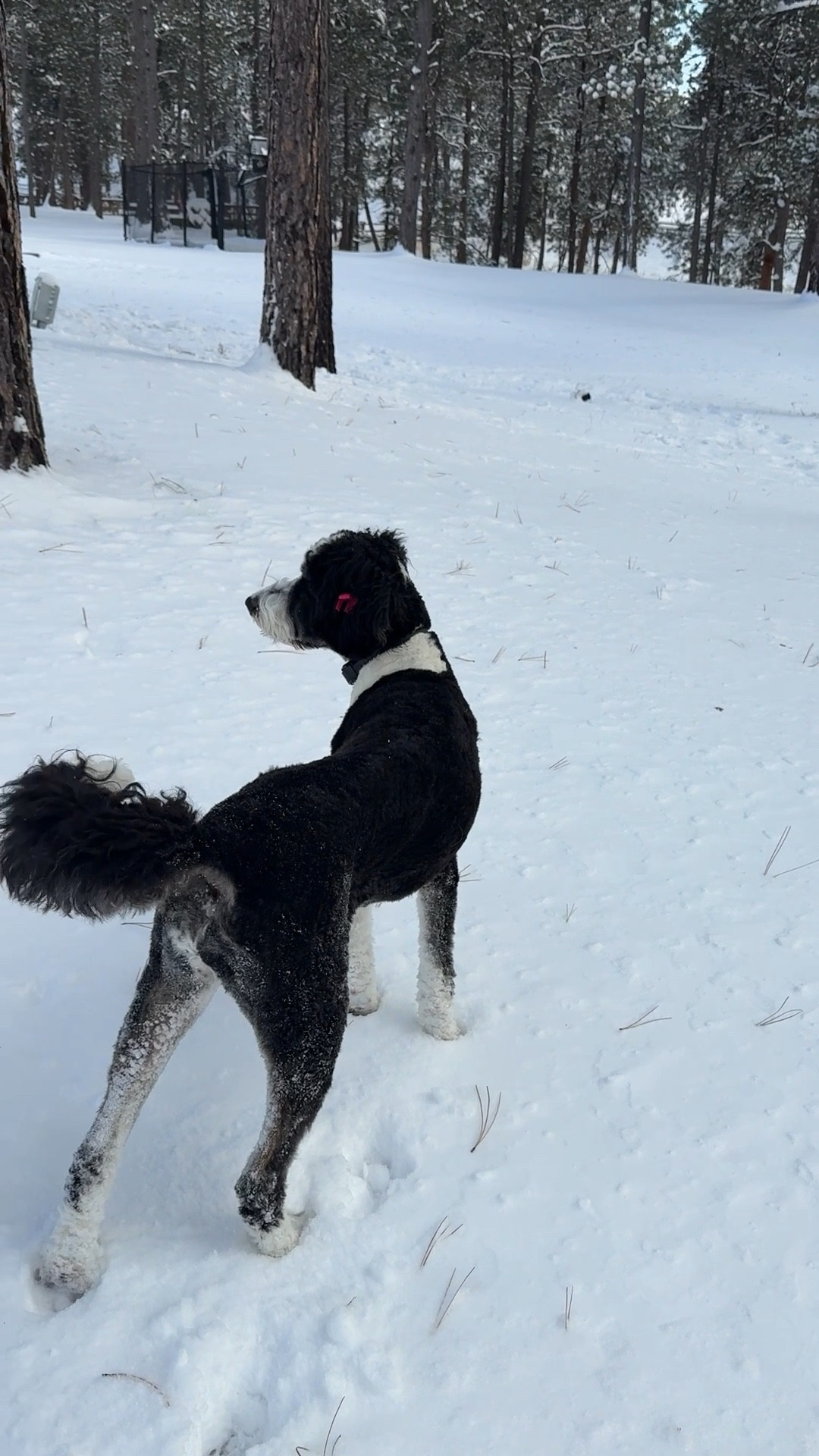 All geared up for a snow day. I’m wearing my ski suit and gloves. This ski suit is so comfortable! Moon boots are the absolute best.

#LTKdayinmylife #LTKHome #LTKSeasonal