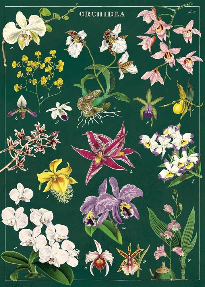 Cavallini Papers & Co. Decorative Wrap Poster, 28" x 20", Orchid (WRAP/ORCHID) | Amazon (US)