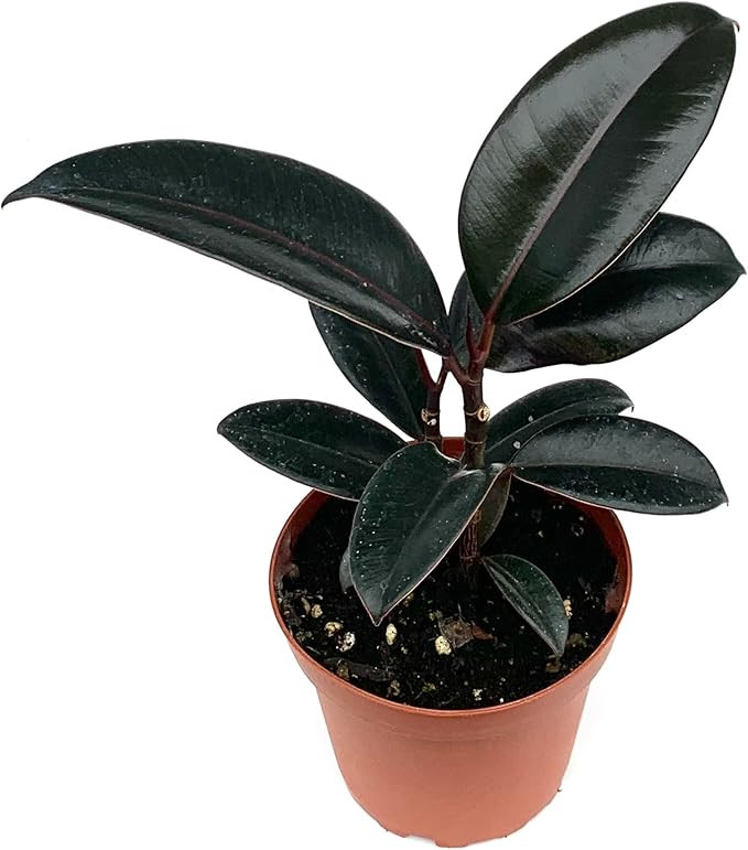 Ficus Decora Burgundy Live Potted House Plants | Amazon (US)