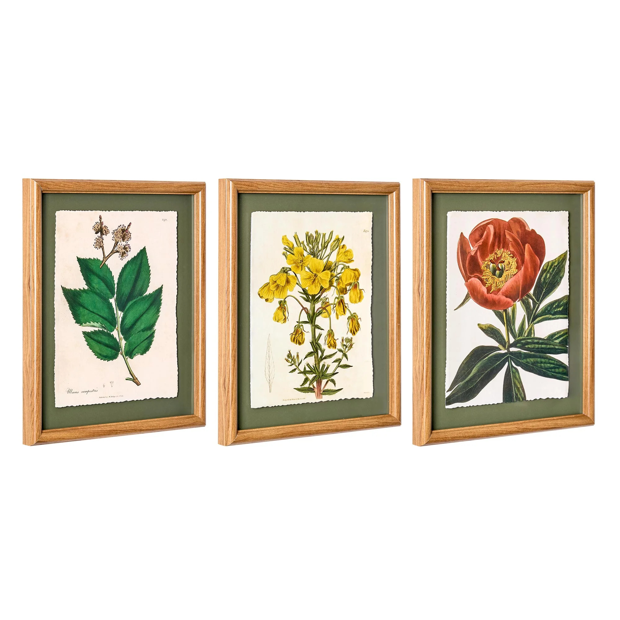Beautiful Framed Vintage Florals Elm Tree Leaves-Yellow Flowers-Peony Flower 3-Piece Set by Drew ... | Walmart (US)