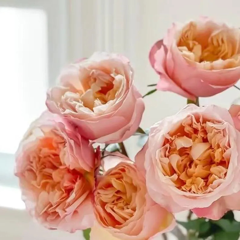 Princess Aiko. Own Root. 爱子公主 - Etsy | Etsy (US)